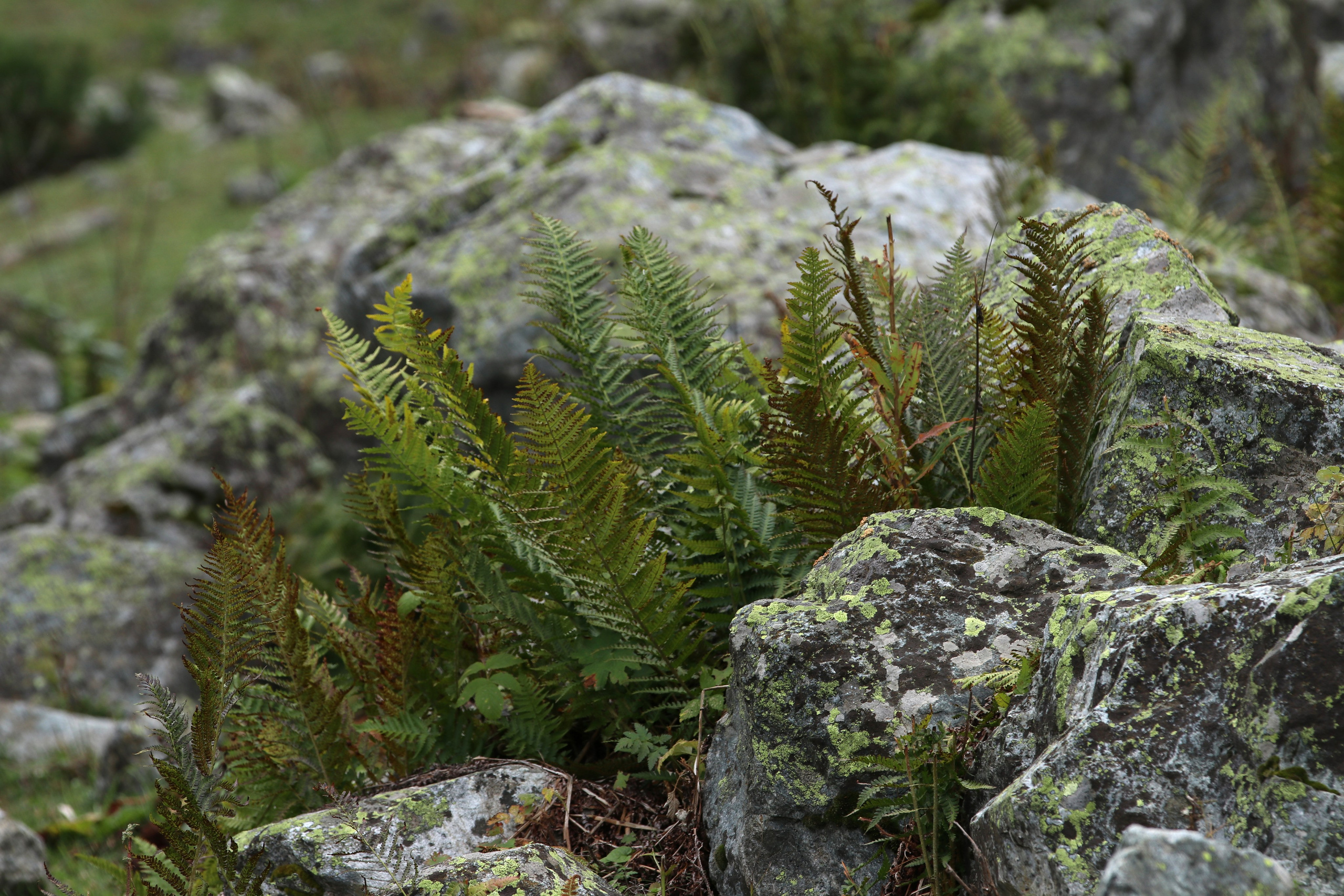 Приэльбрусье. Сентябрь 2024. Путешественник-фотограф из Санкт-Петербурга Татьяна Свистулина