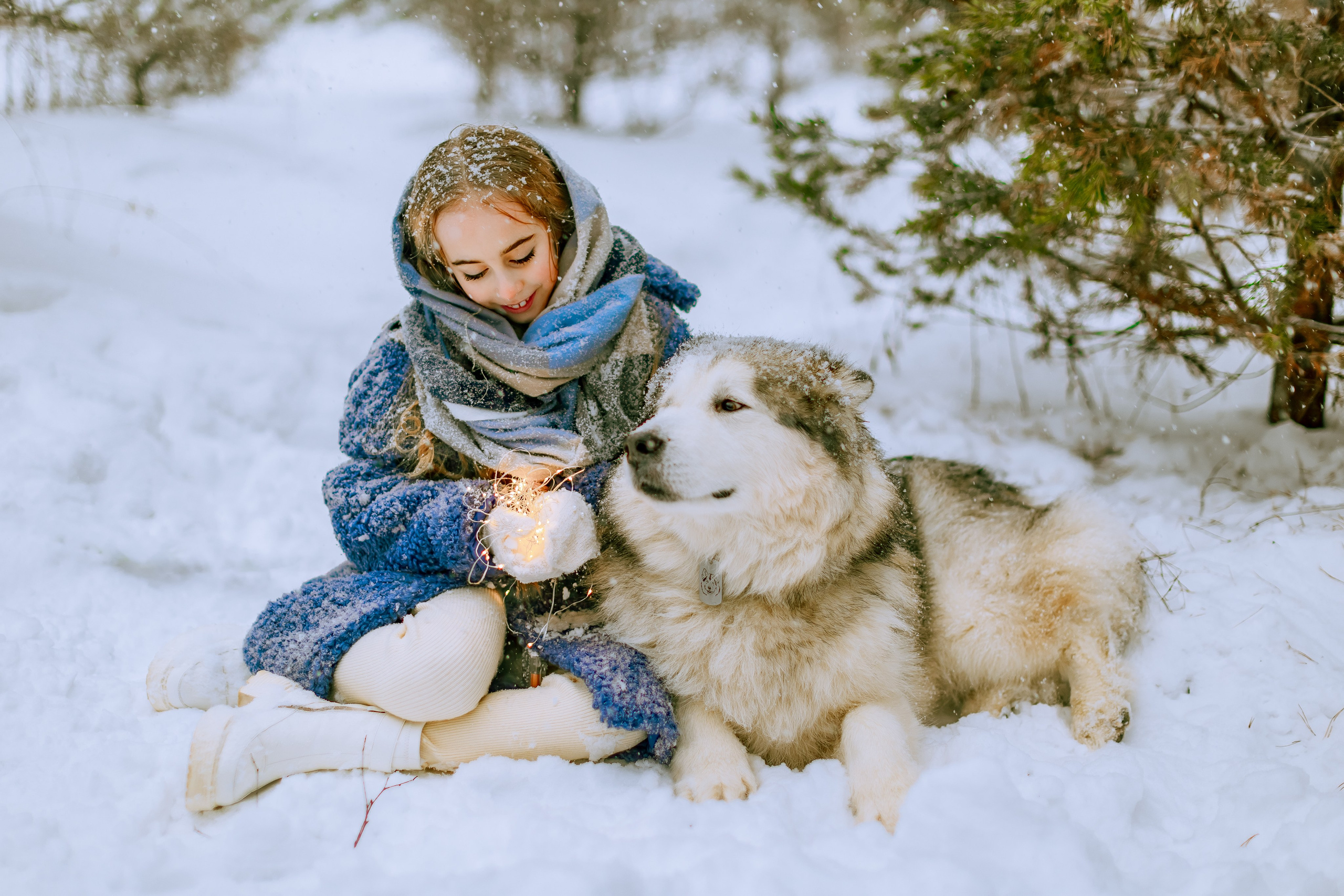 София и аляскинский маламут. Фото и видео Москва, Московский. Свадебный фотограф, видеограф, фотосессии, видеосъемка