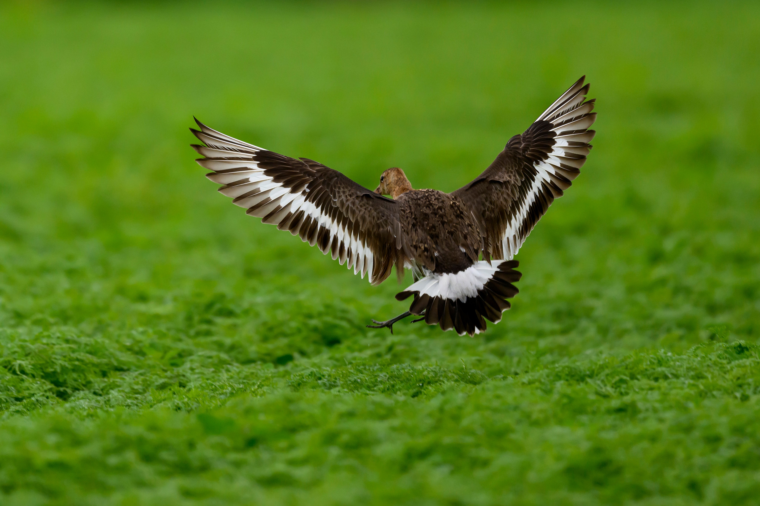 Веретенник. Фотограф Сергей Пупонин