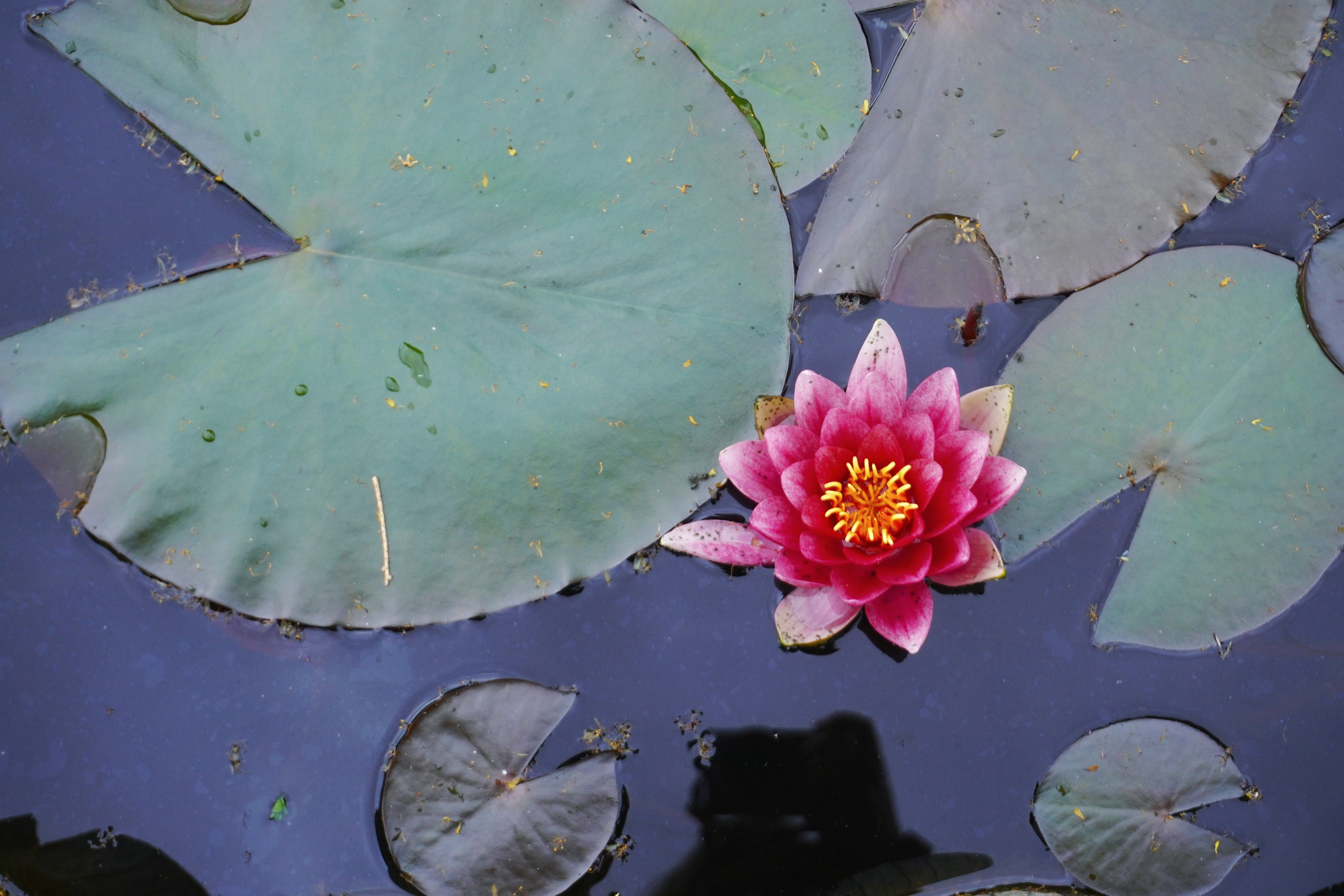Лилия лето. Предметная фотография. Москва