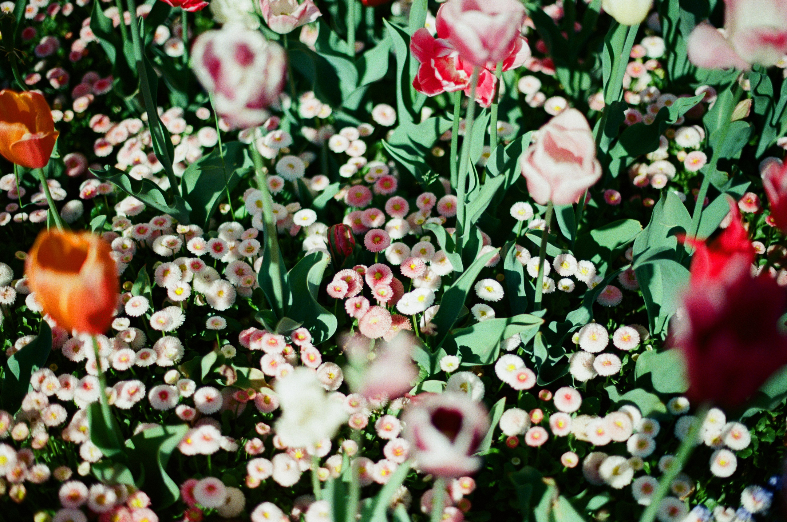 Follow you // ukraine, crimea V. EVER EXPOSED