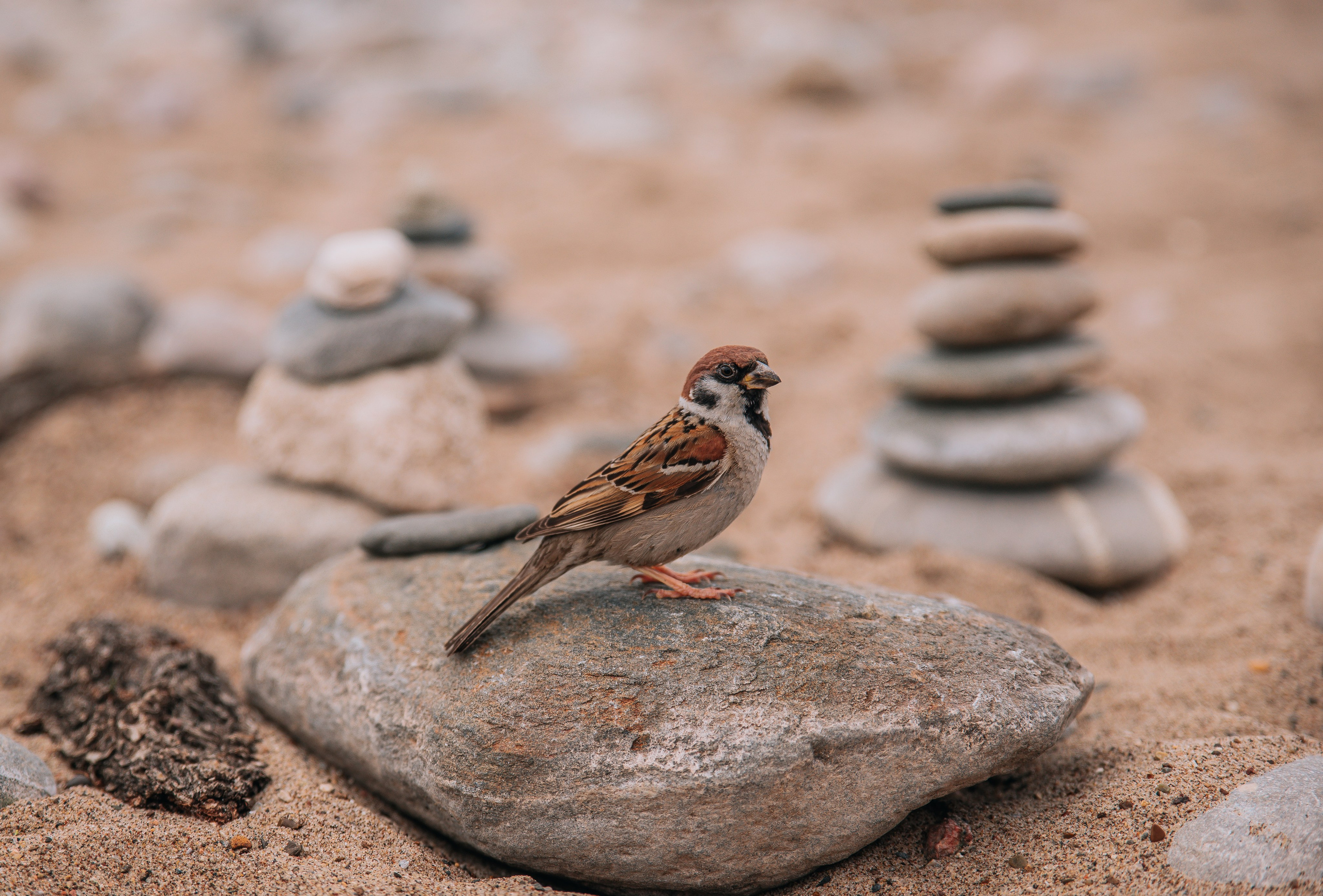 Алена история Русалки. Главная