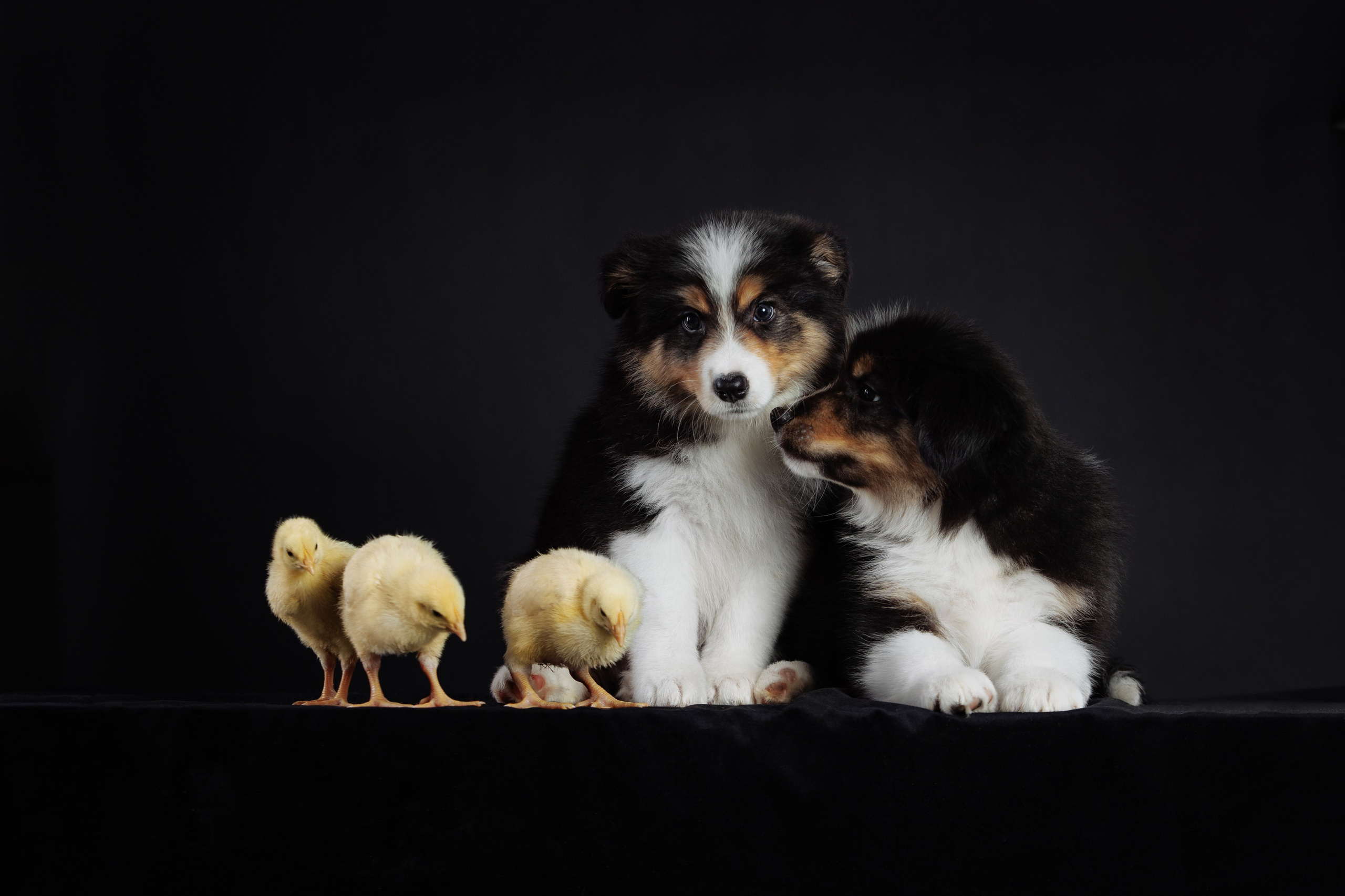 С цыпами. О нас