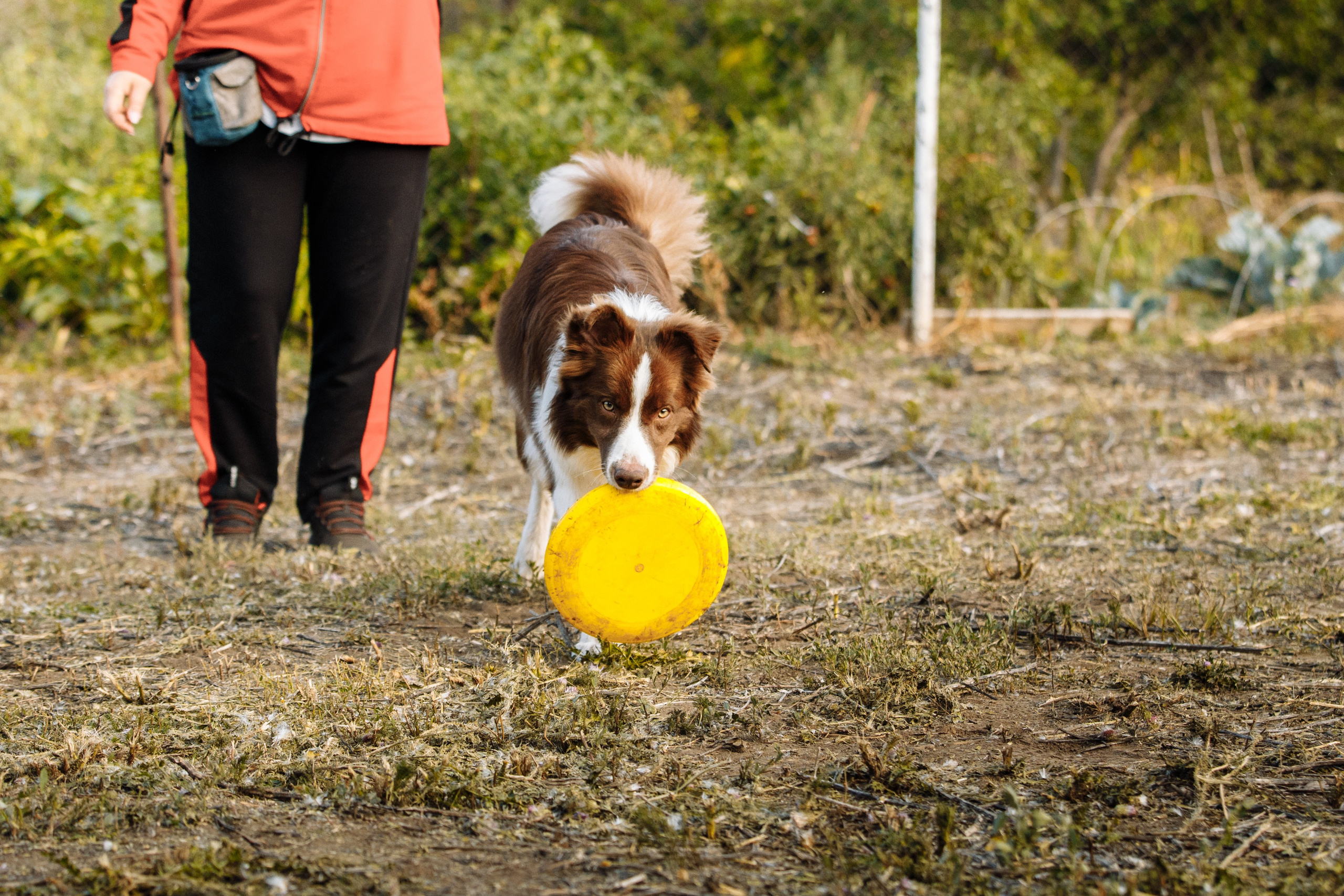 Овечий день. О нас
