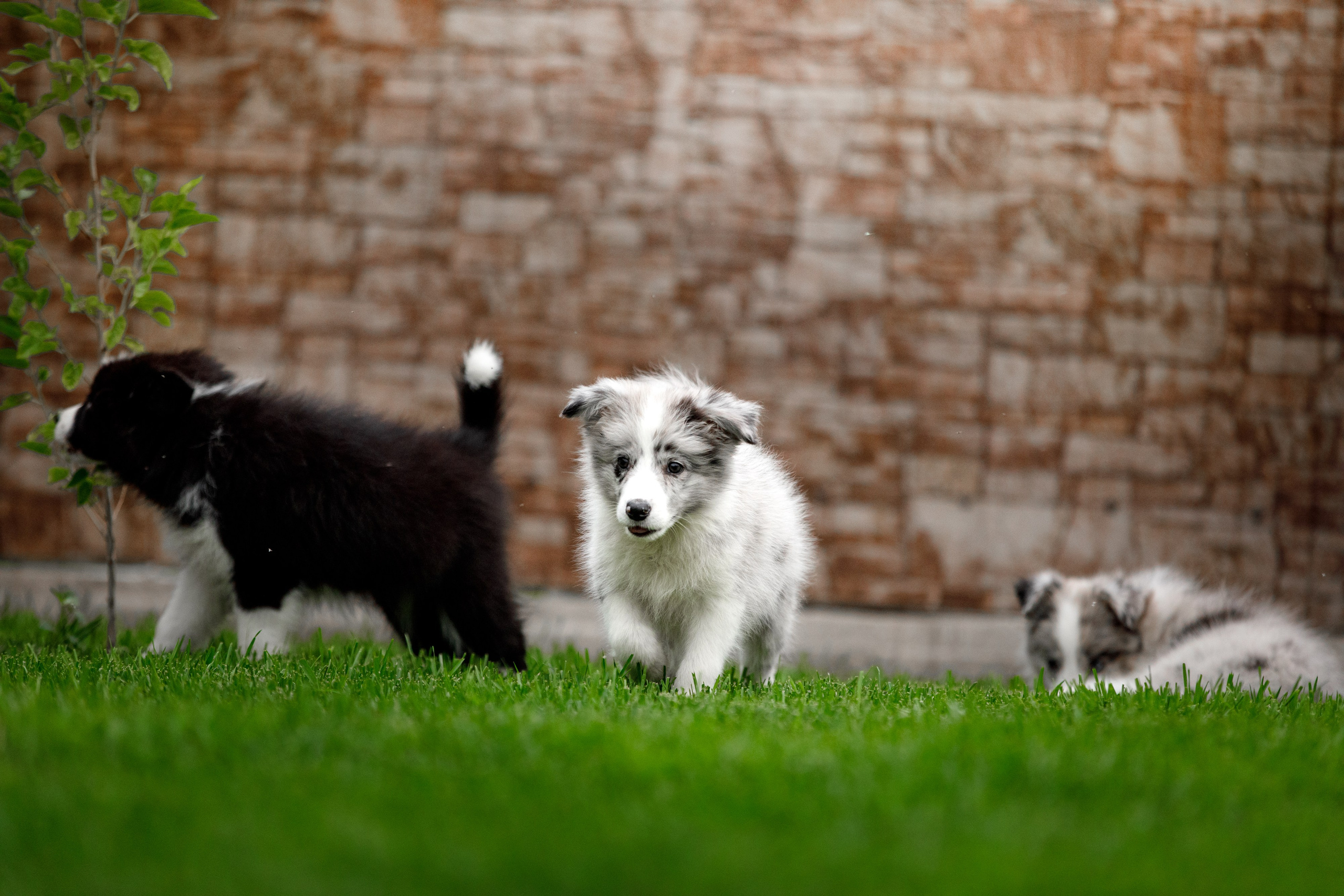 Болтовня в саду. О нас
