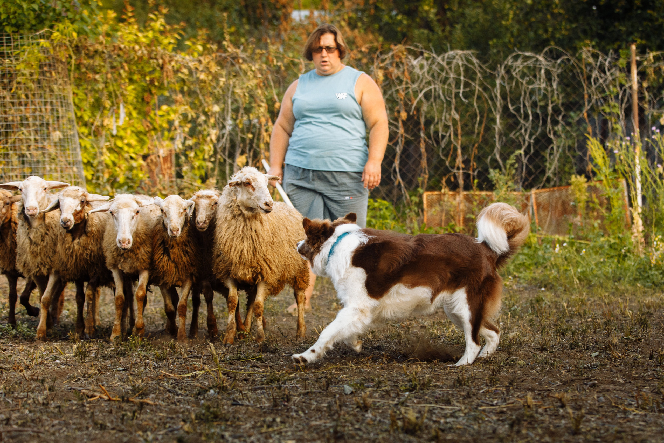 Овечий день. О нас