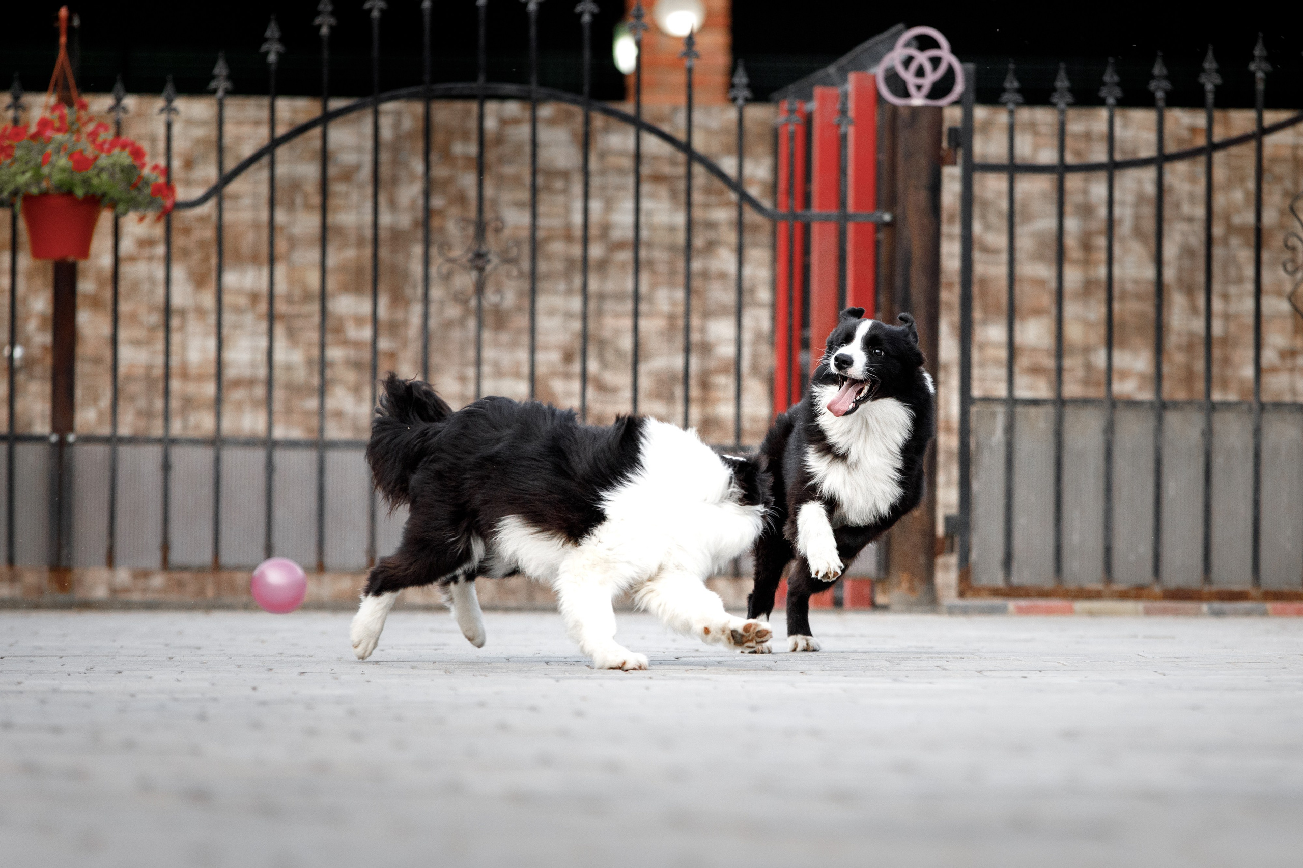 Болтовня в саду. О нас