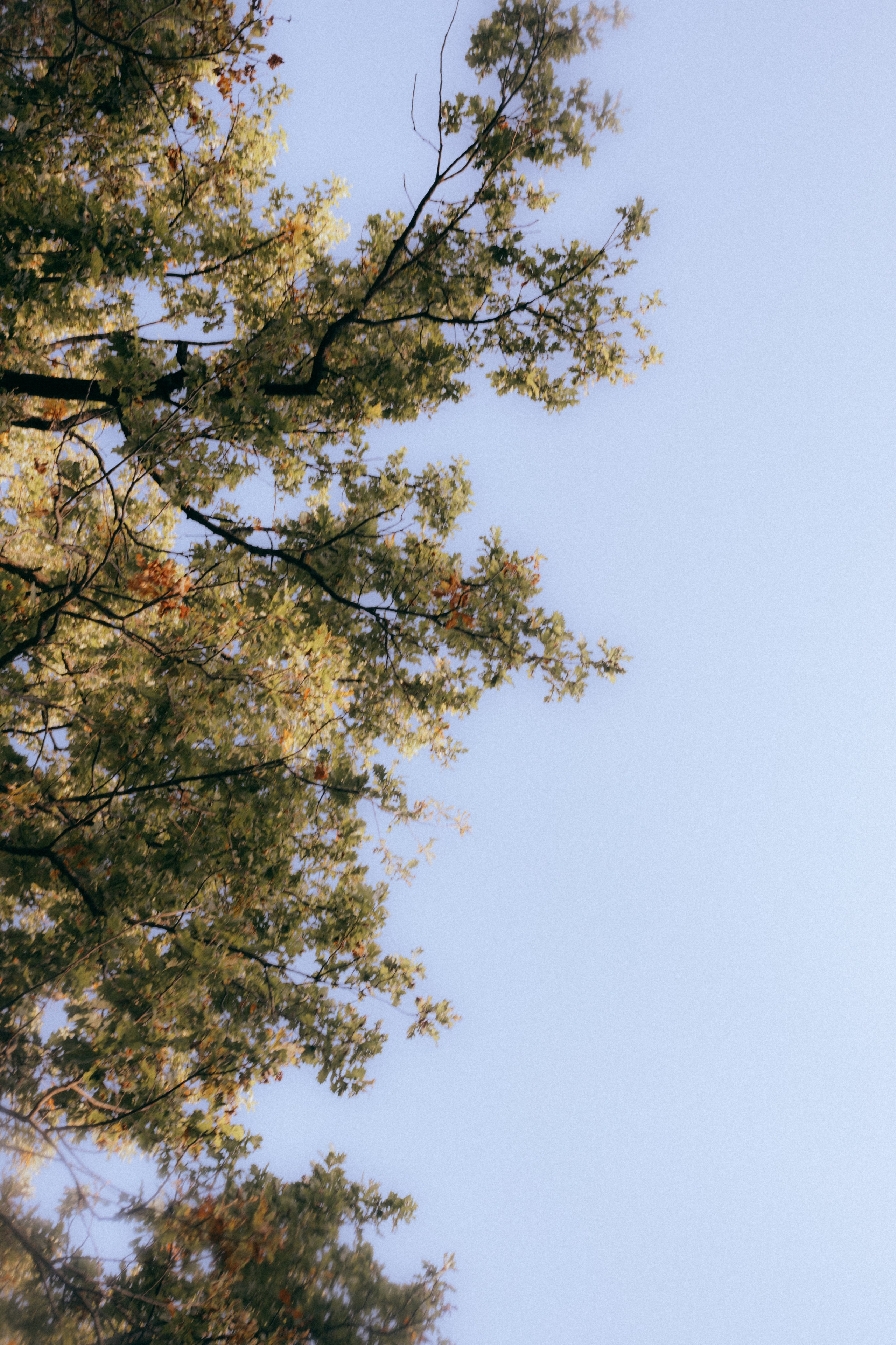 Свадьба Лес. Свадебный фотограф Казань