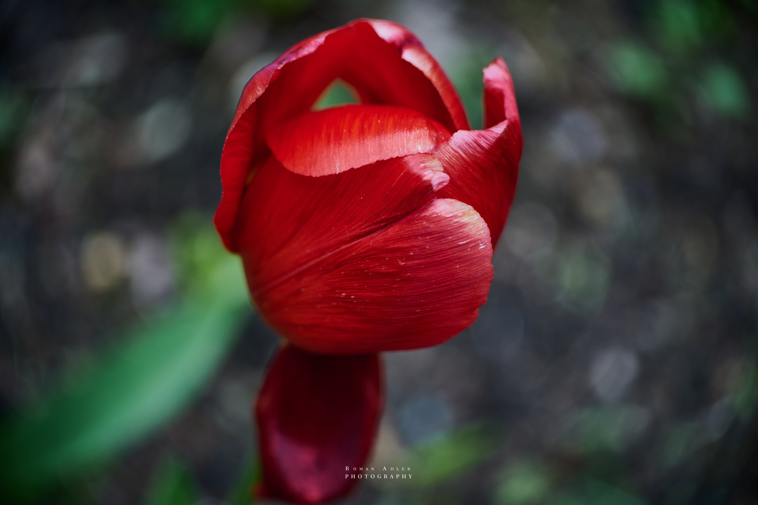 Фотографии весенних цветов. Фотограф Роман Адлер. Фотограф Роман Адлер