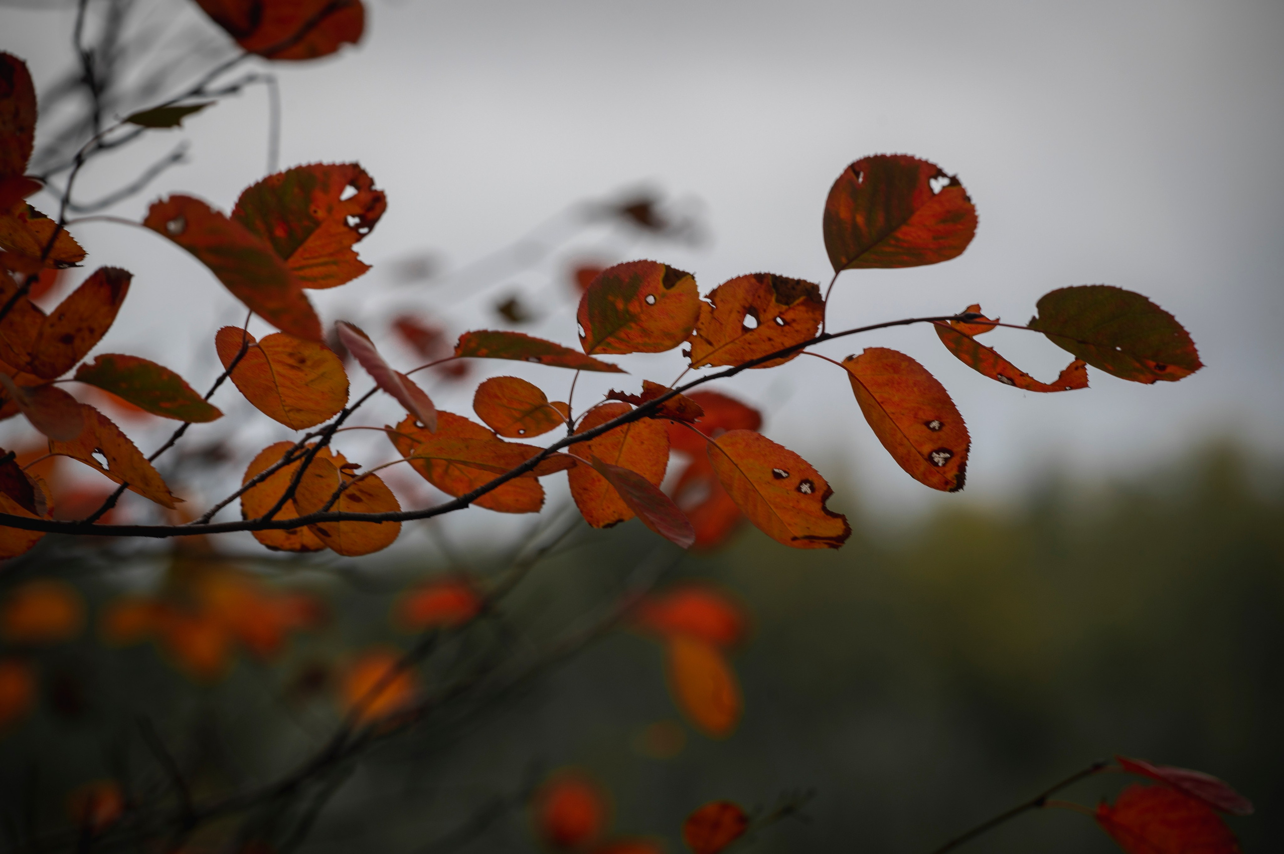 Фотопрогулка ДР. Фотограф Роман Адлер