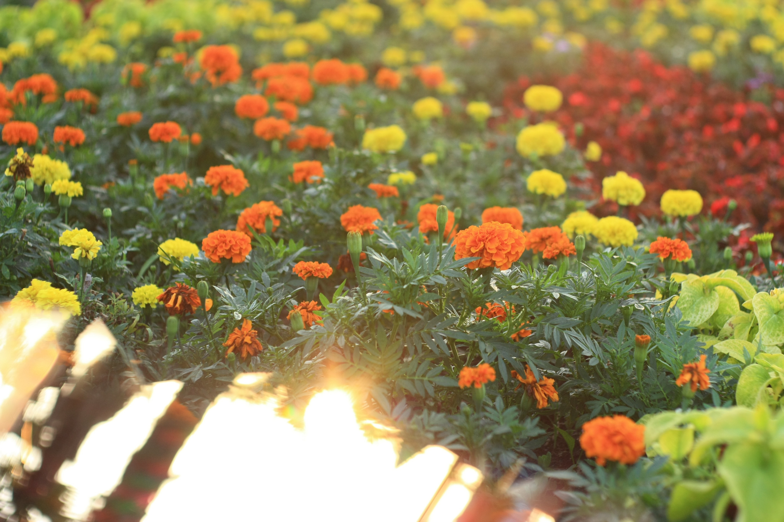 Первые кадры. Сочи — парк. Фотограф Роман Адлер