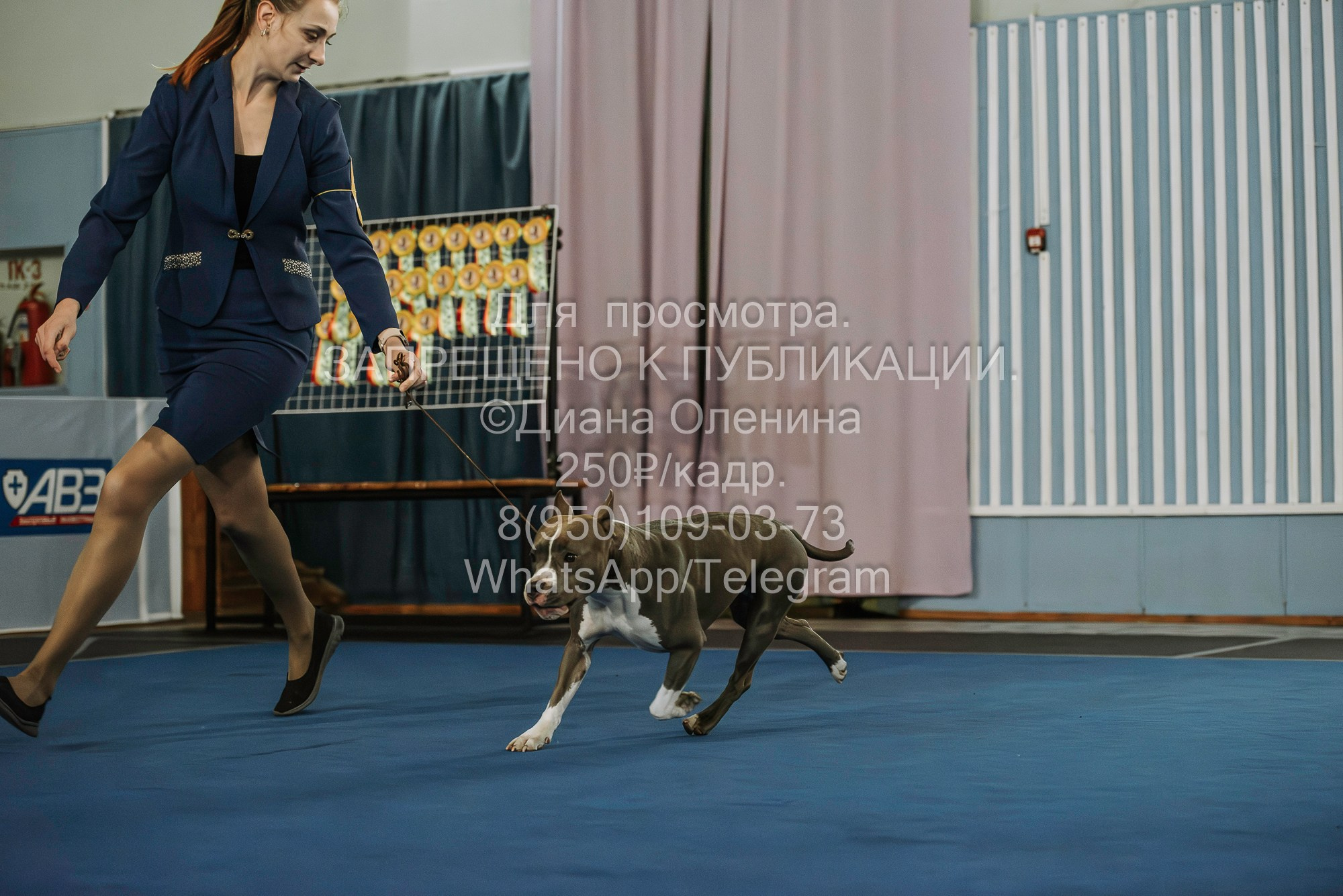 Выставка собак Красноярск 29.10.2023. Фотограф Диана Оленина Красноярск / Братск