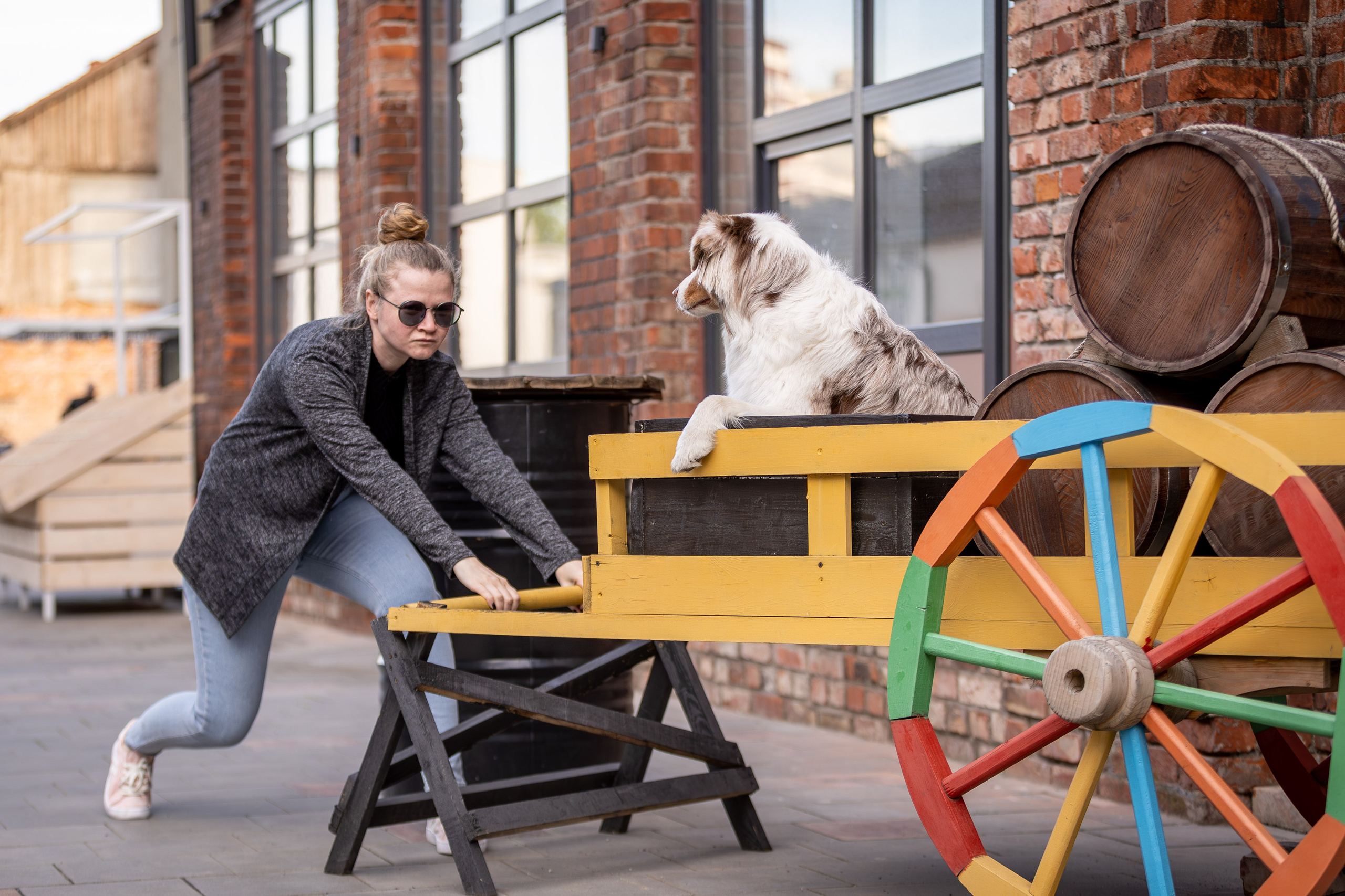 Полли, Австралийская Овчарка. Ирина Голомб|Фотограф-анималист в  Сочи и Калининграде