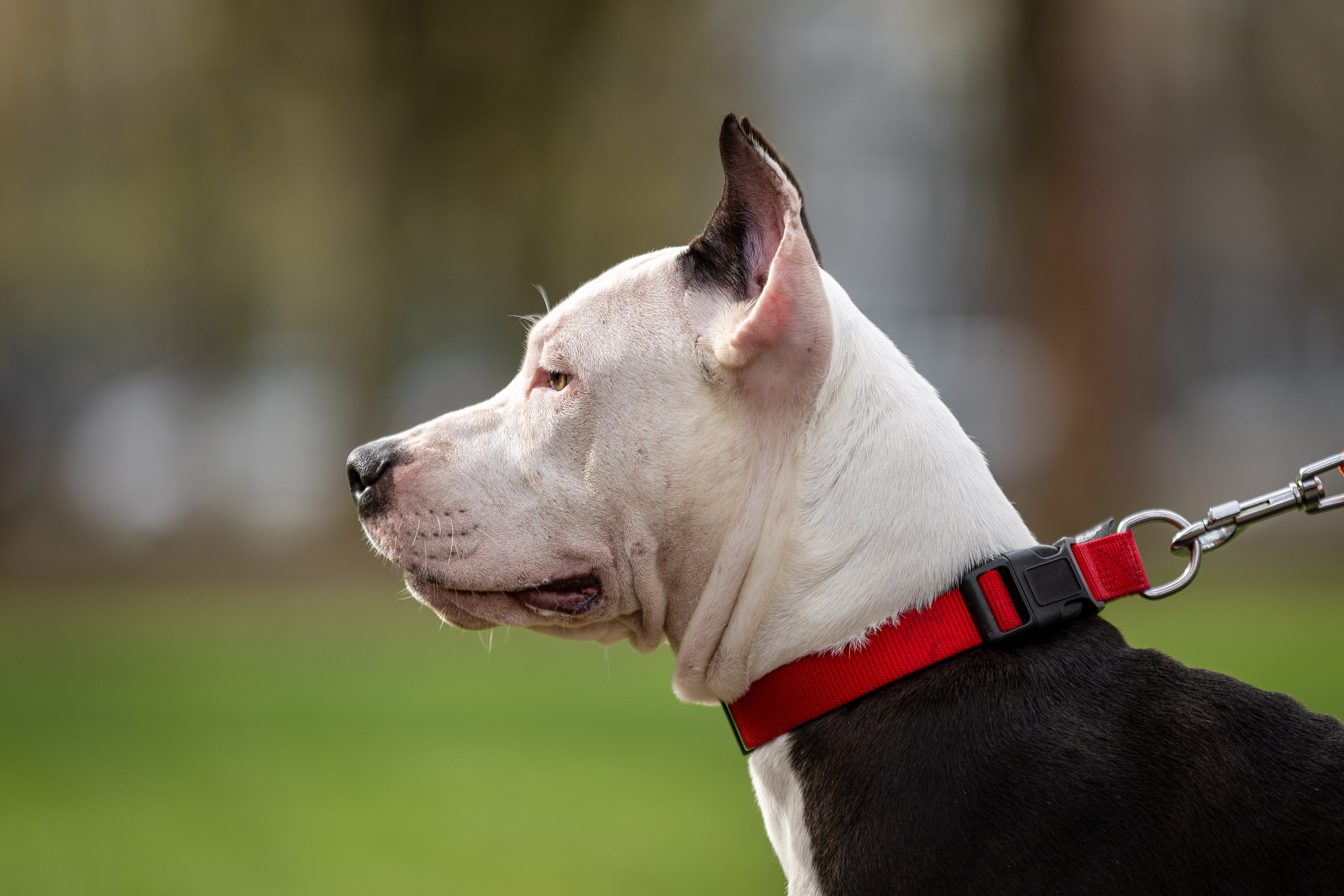 Афина и Мора, Стаффорды. Ирина Голомб|Фотограф-анималист в  Сочи и Калининграде