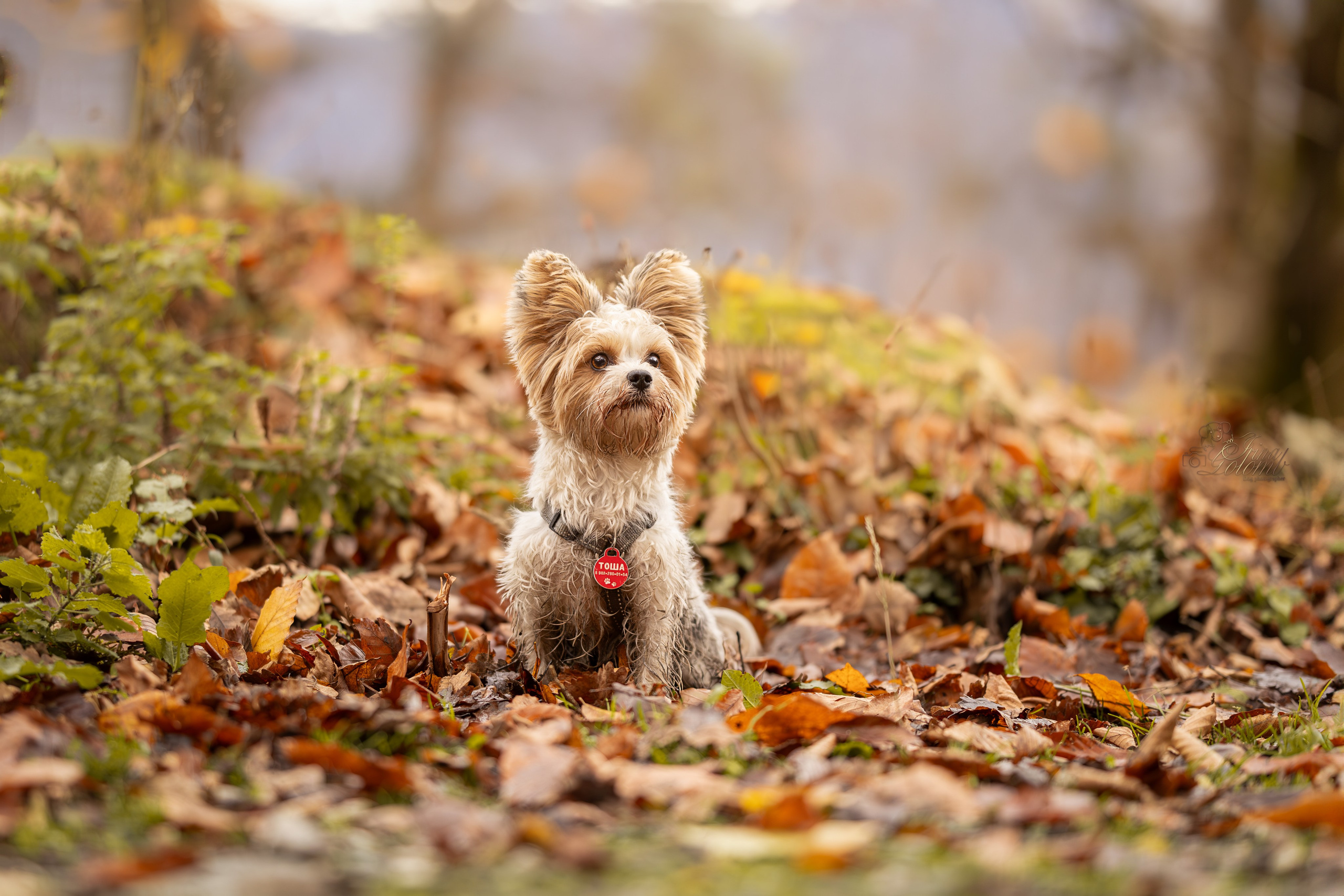 Бивер йорк Тоша. Ирина Голомб|Фотограф-анималист в  Сочи и Калининграде