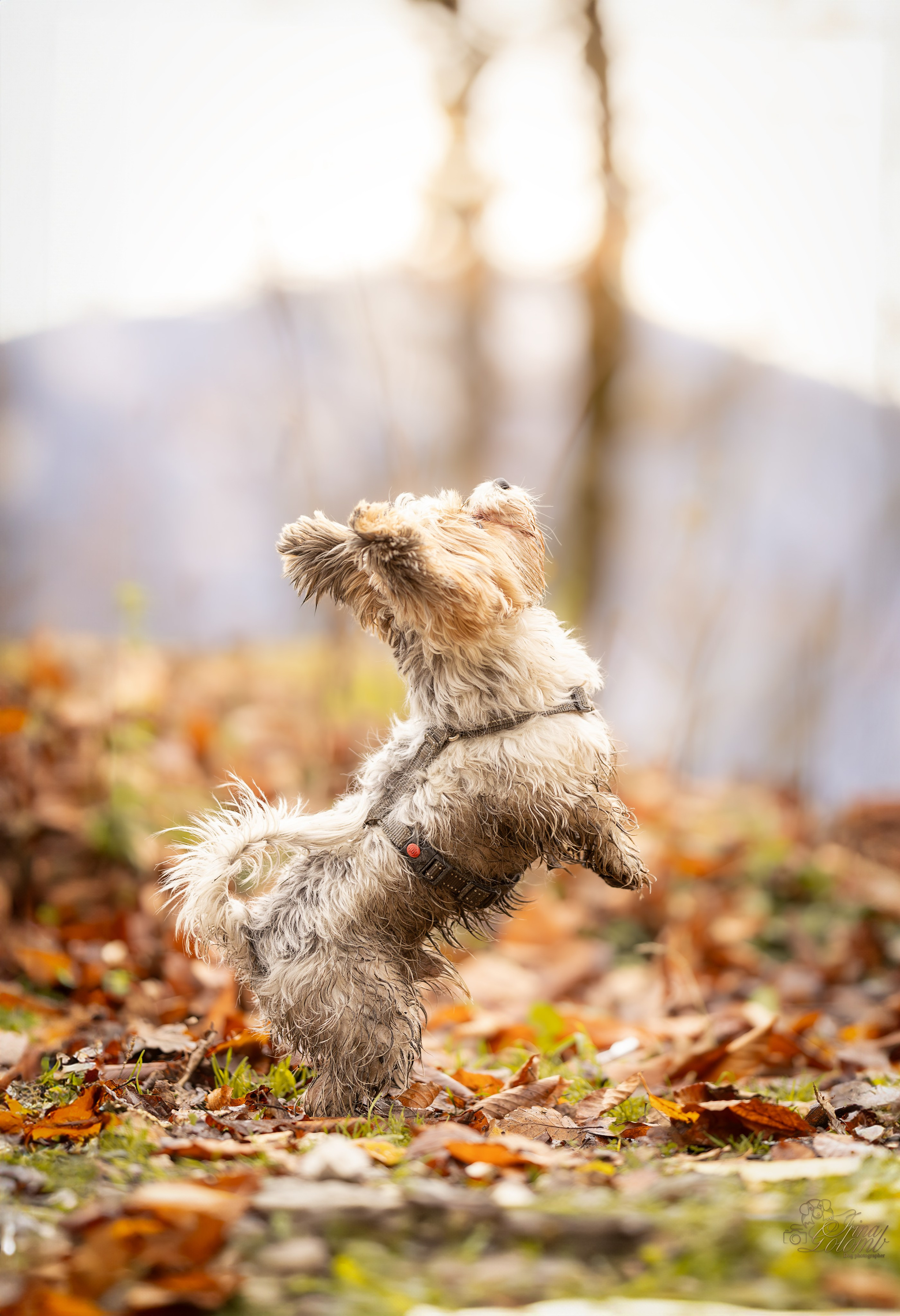 Бивер йорк Тоша. Ирина Голомб|Фотограф-анималист в  Сочи и Калининграде