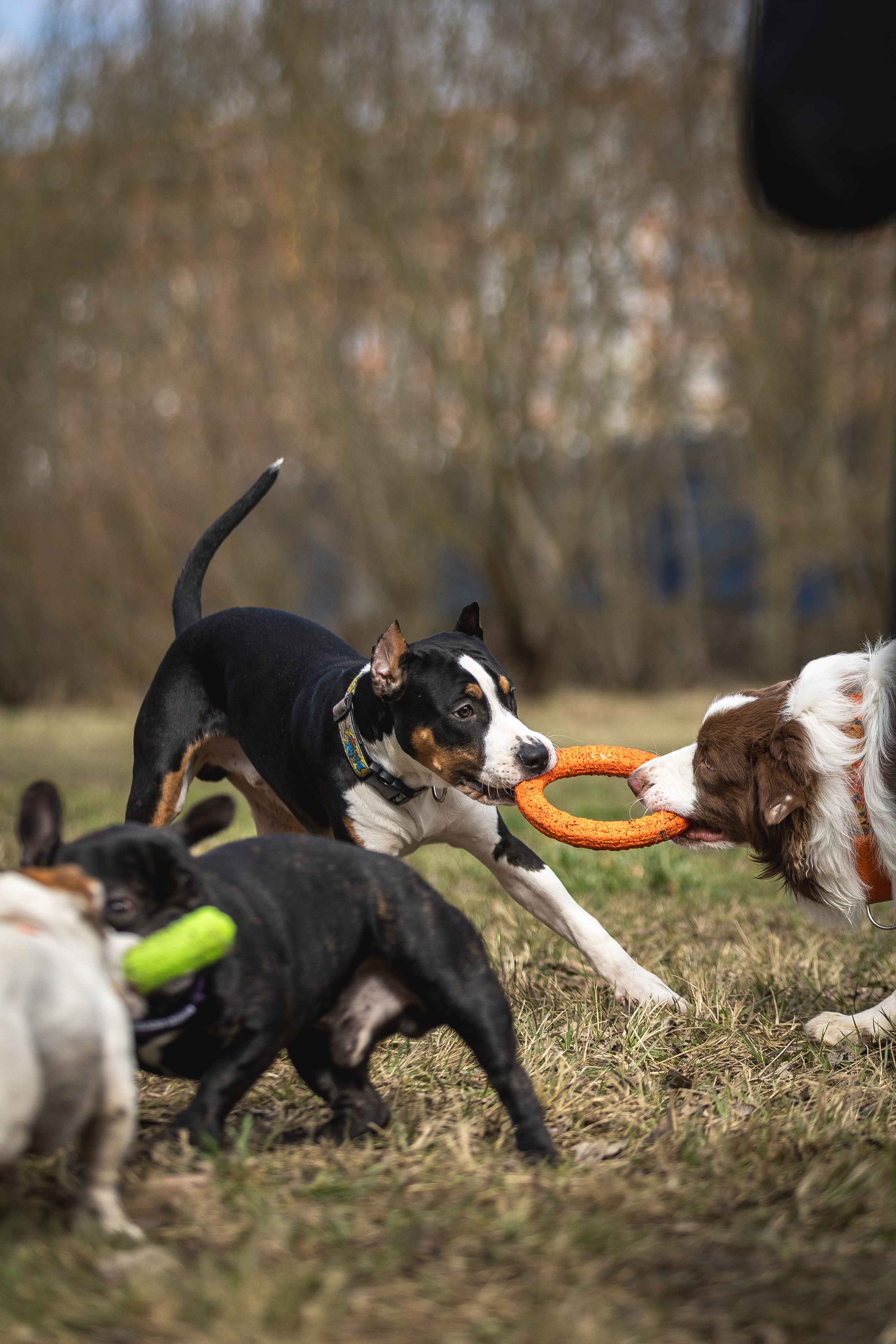 Догтуса 24.03.2024. Ирина Голомб|Фотограф-анималист в  Сочи и Калининграде