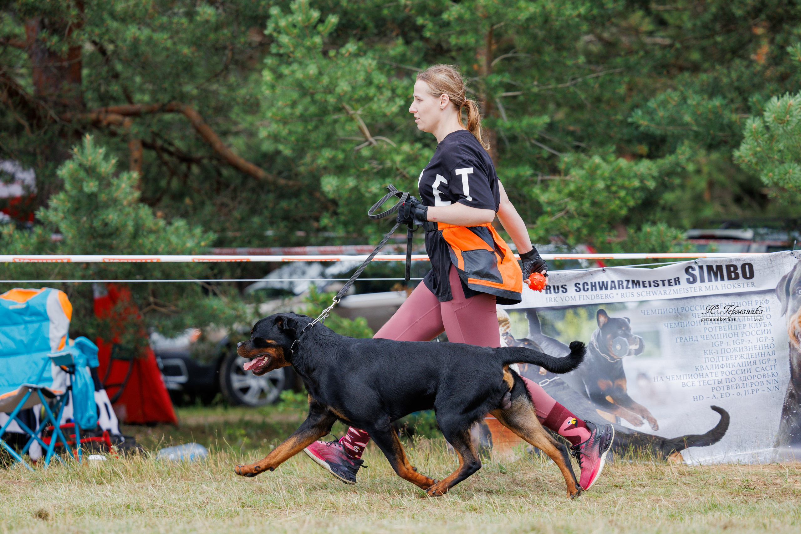ПК и КЧК ротвейлеры Тверь 6-7.07.2024. Фотограф-анималист Юлия Германика