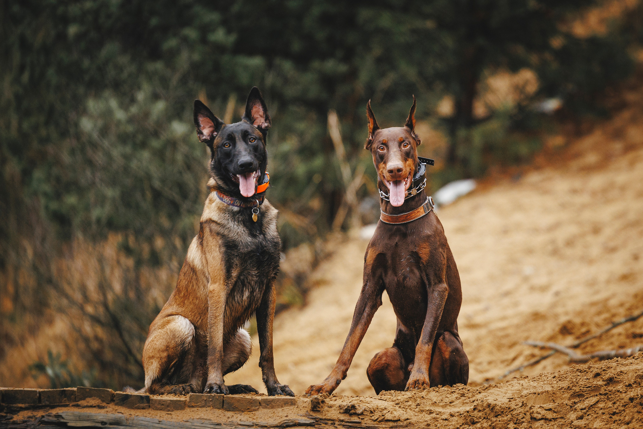 Омен, Айс и Рицу. Фотограф-анималист Анна Маринич