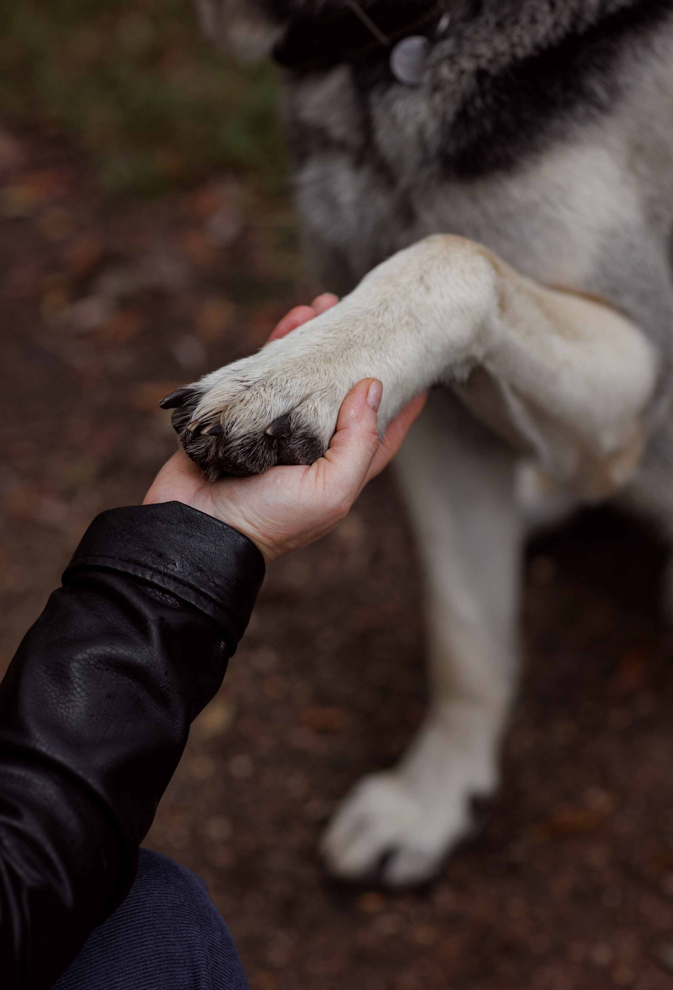 Оксана И Норд. Фотограф — Анималист Наталья Тямушева