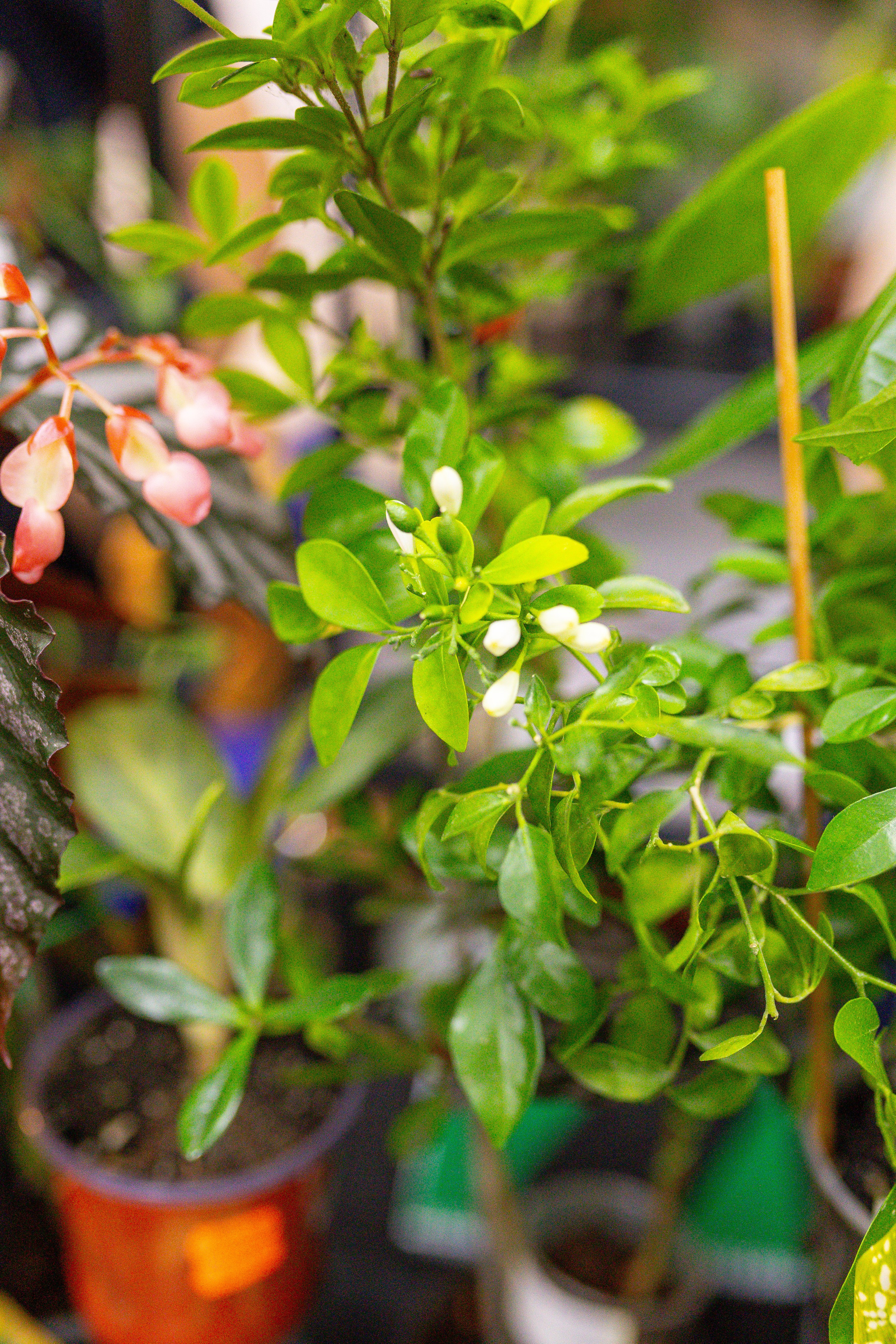 Монстериум 11–12 октября. Александра Куликова фотограф, Москва