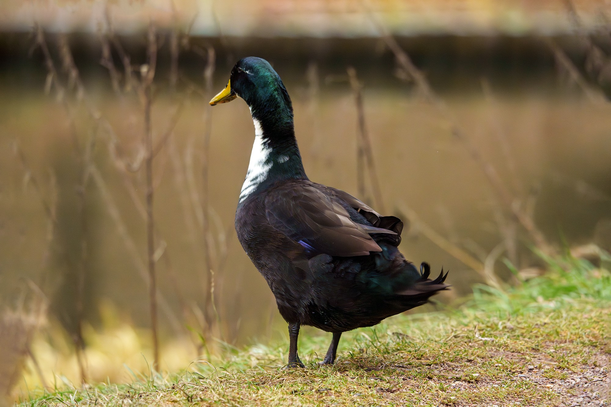 Удивительные мир птиц. Вокруг нас столько прекрасного — присмотритесь!. Ваш личный фотограф Марина Волкова