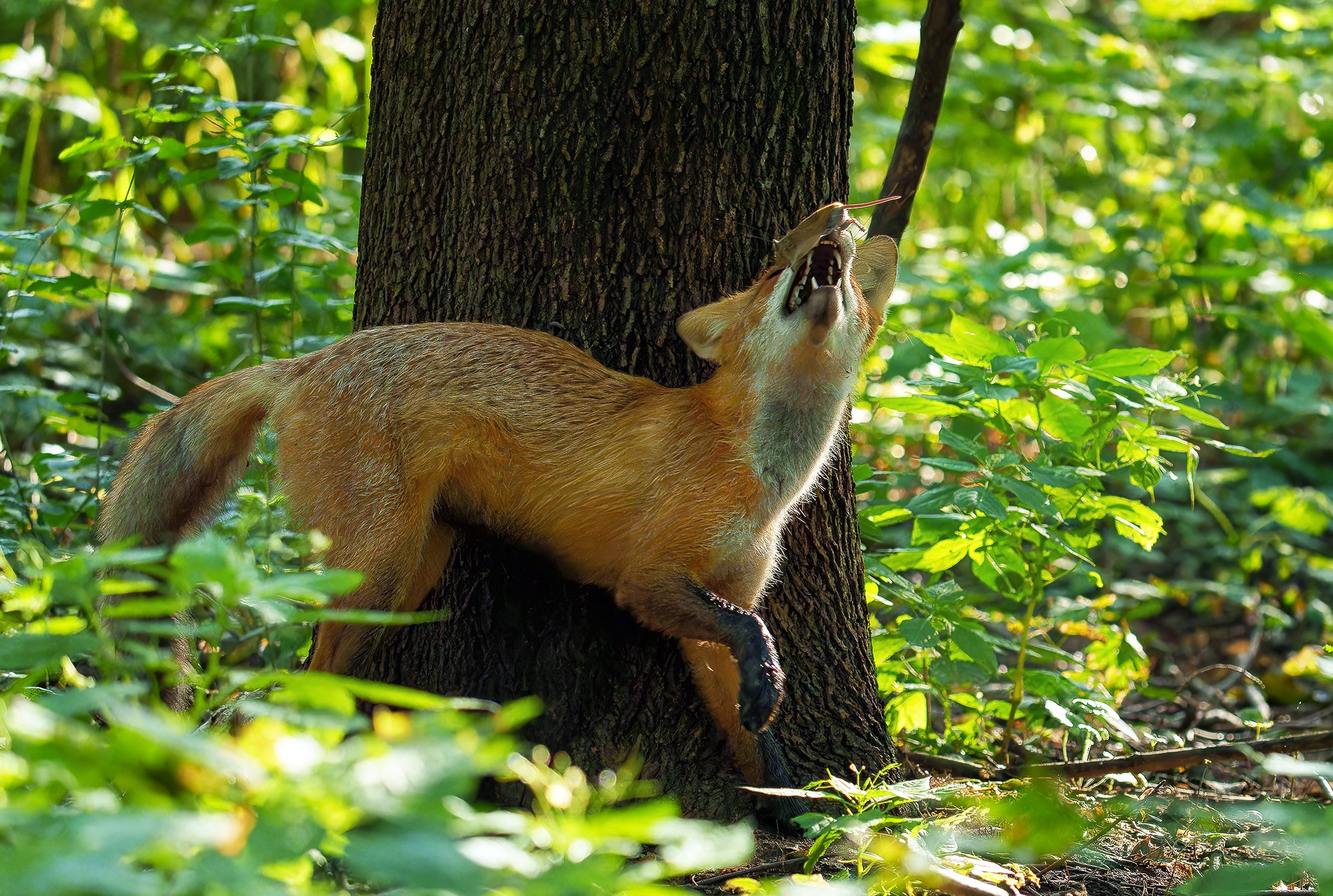 Животные. Ваш личный фотограф Марина Волкова