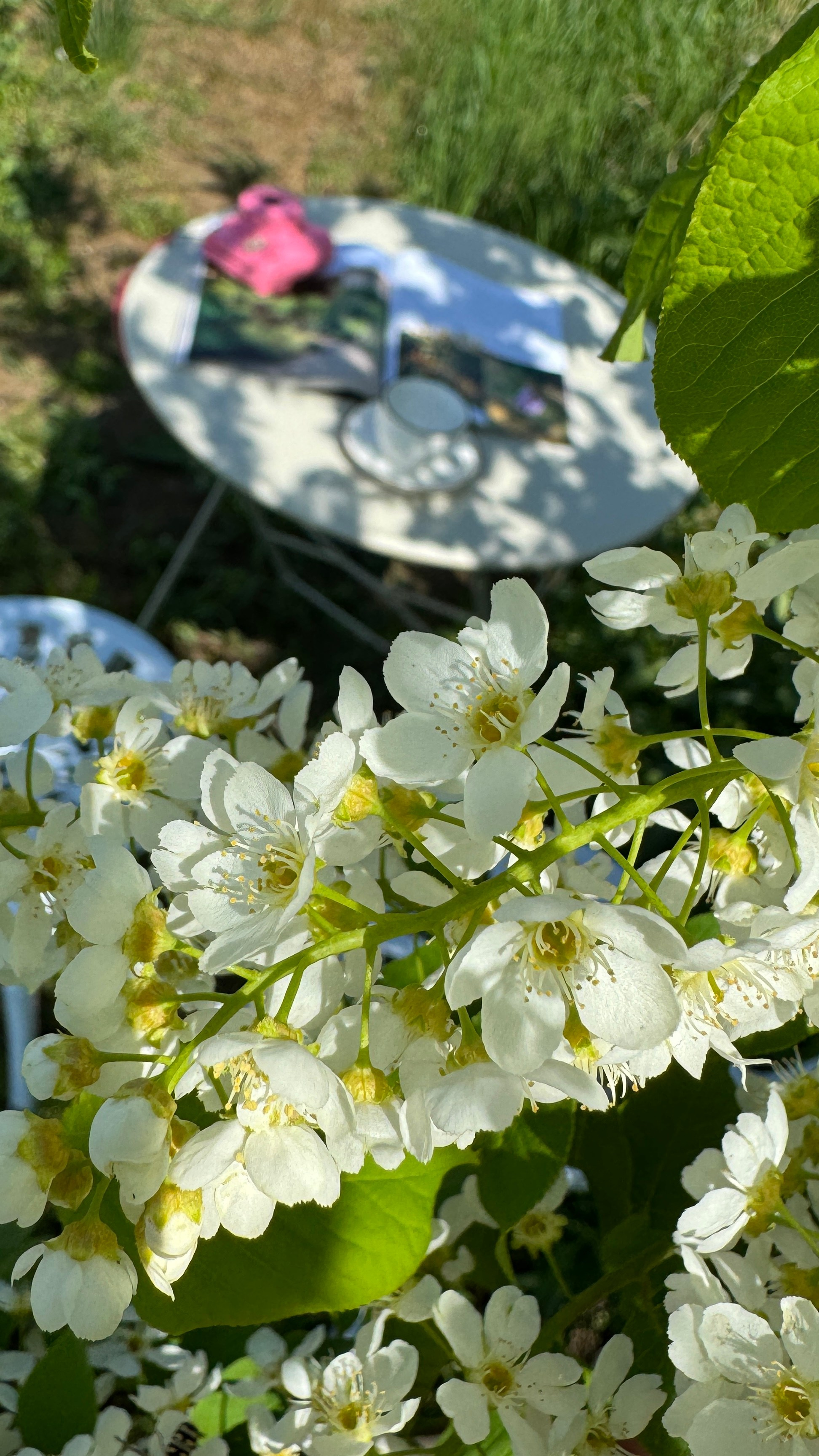 Цветение Весна. Фотостудия Натальи Забродской