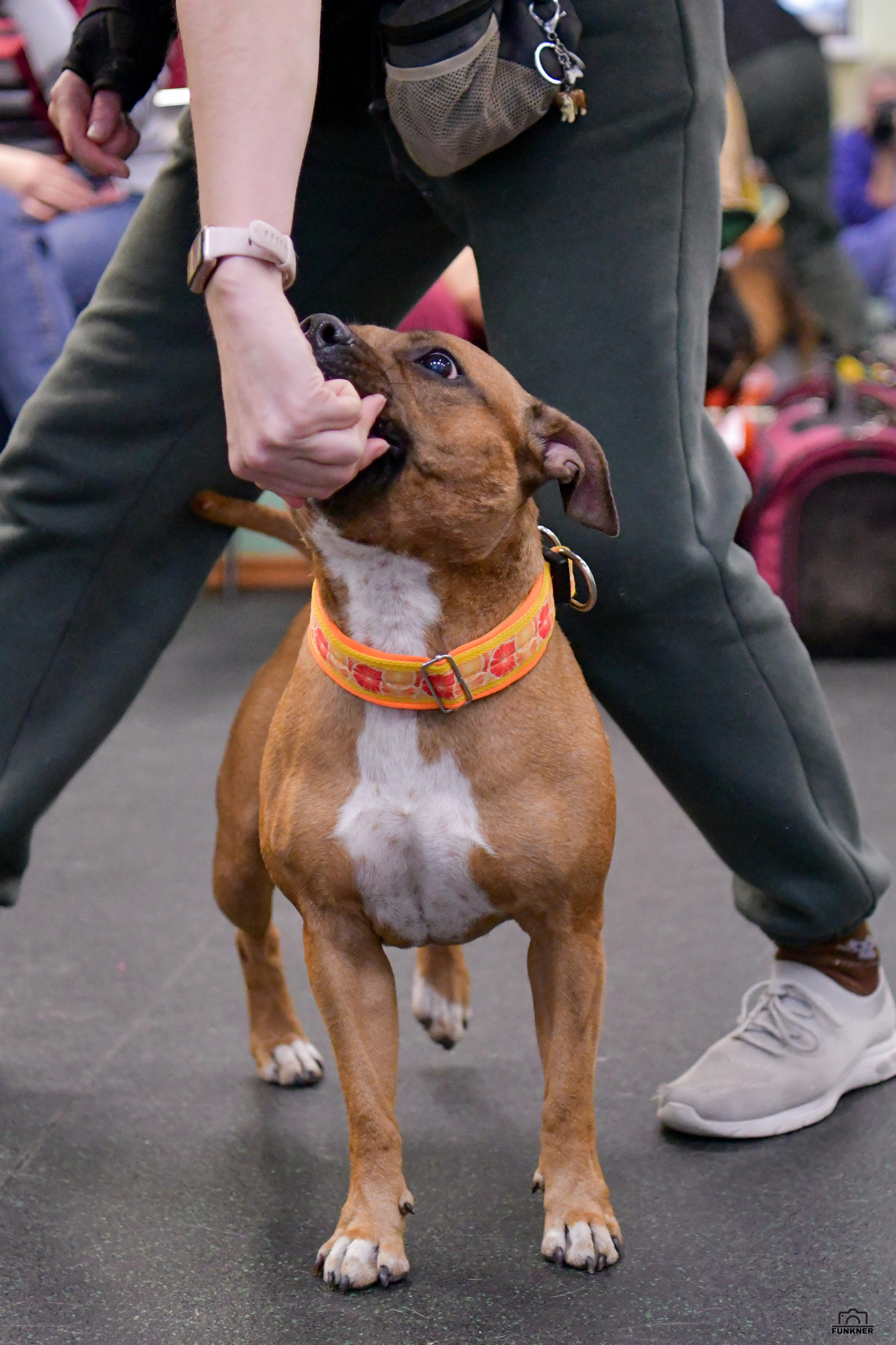Кинологический клуб «Бодрый хвост». Свой взгляд через объектив