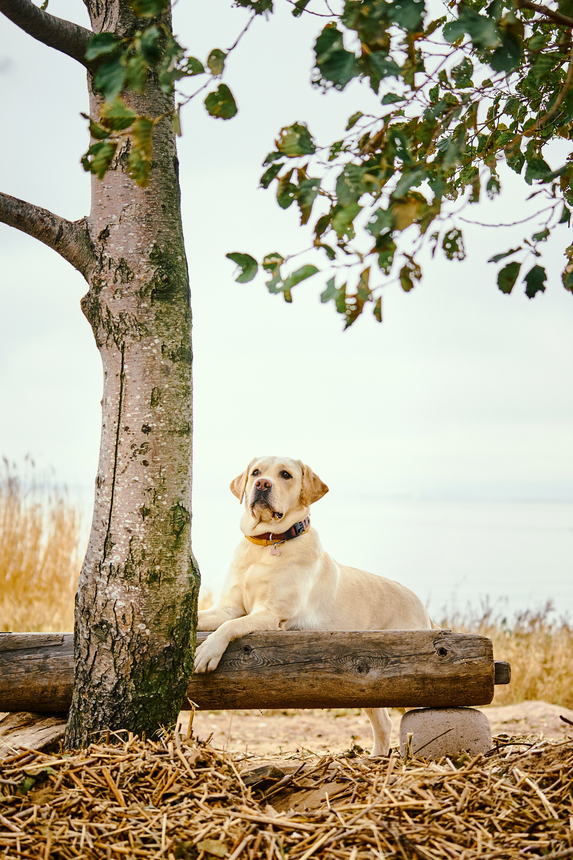 Bell and Black. Vutitsa