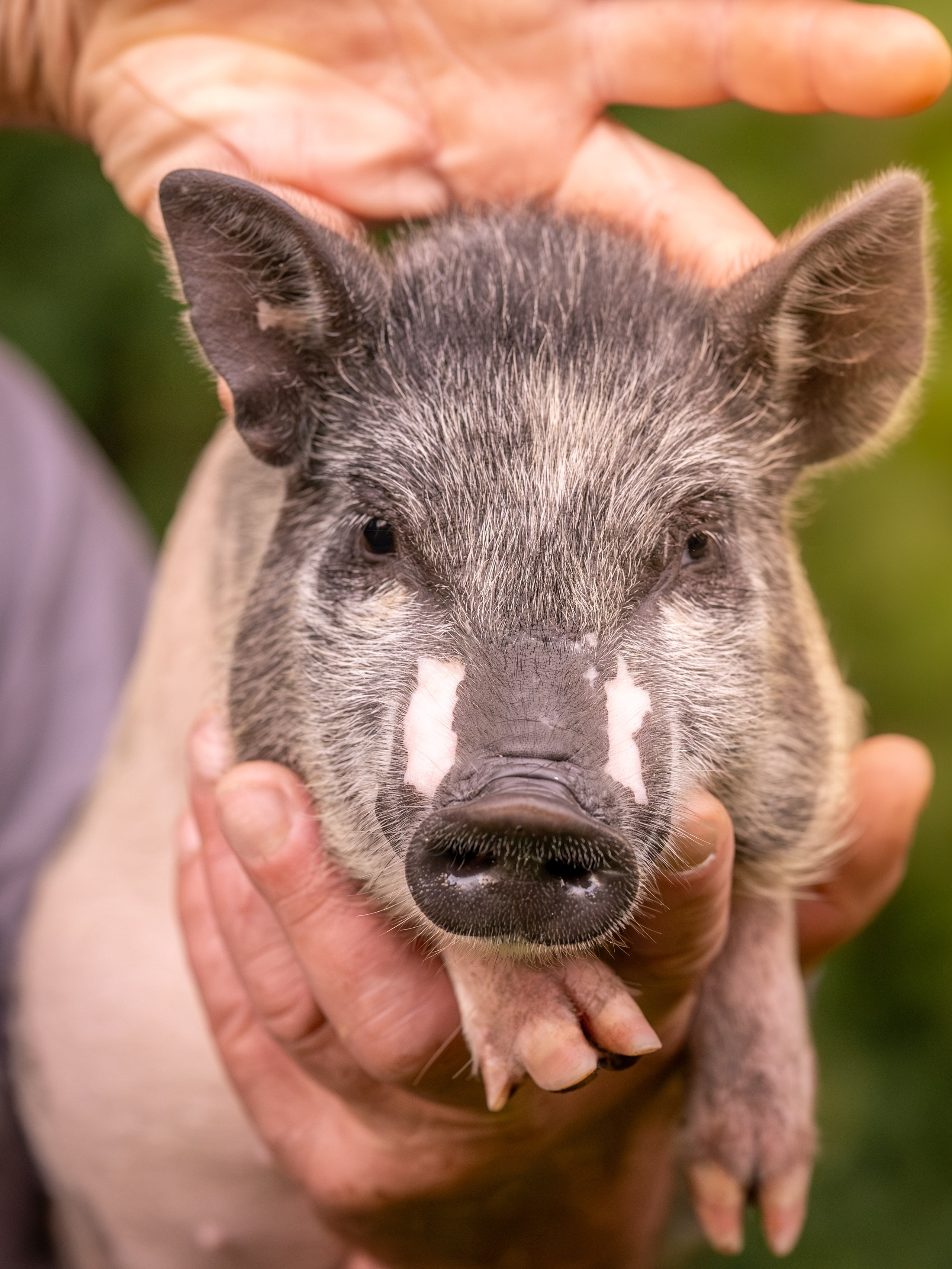 Минипиги для Марины. Зоофотограф, фотограф животных в Москве и области Дина Дамоцева