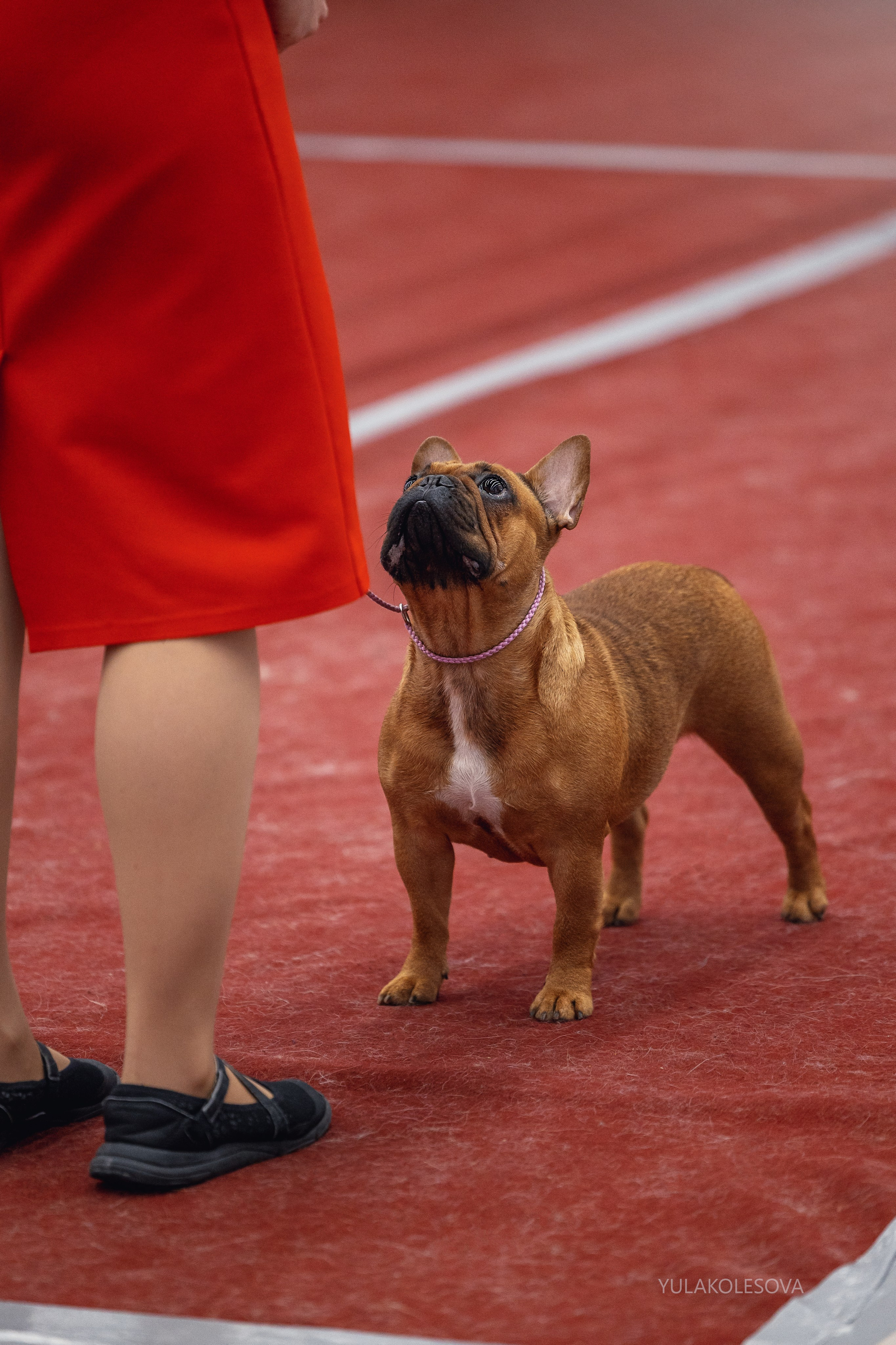 14.12.2024 Выставка собак всех пород «Кубок Дружбы — 2024». YULA KOLESOVA | Фотограф — Анималист | Художник | Тюмень