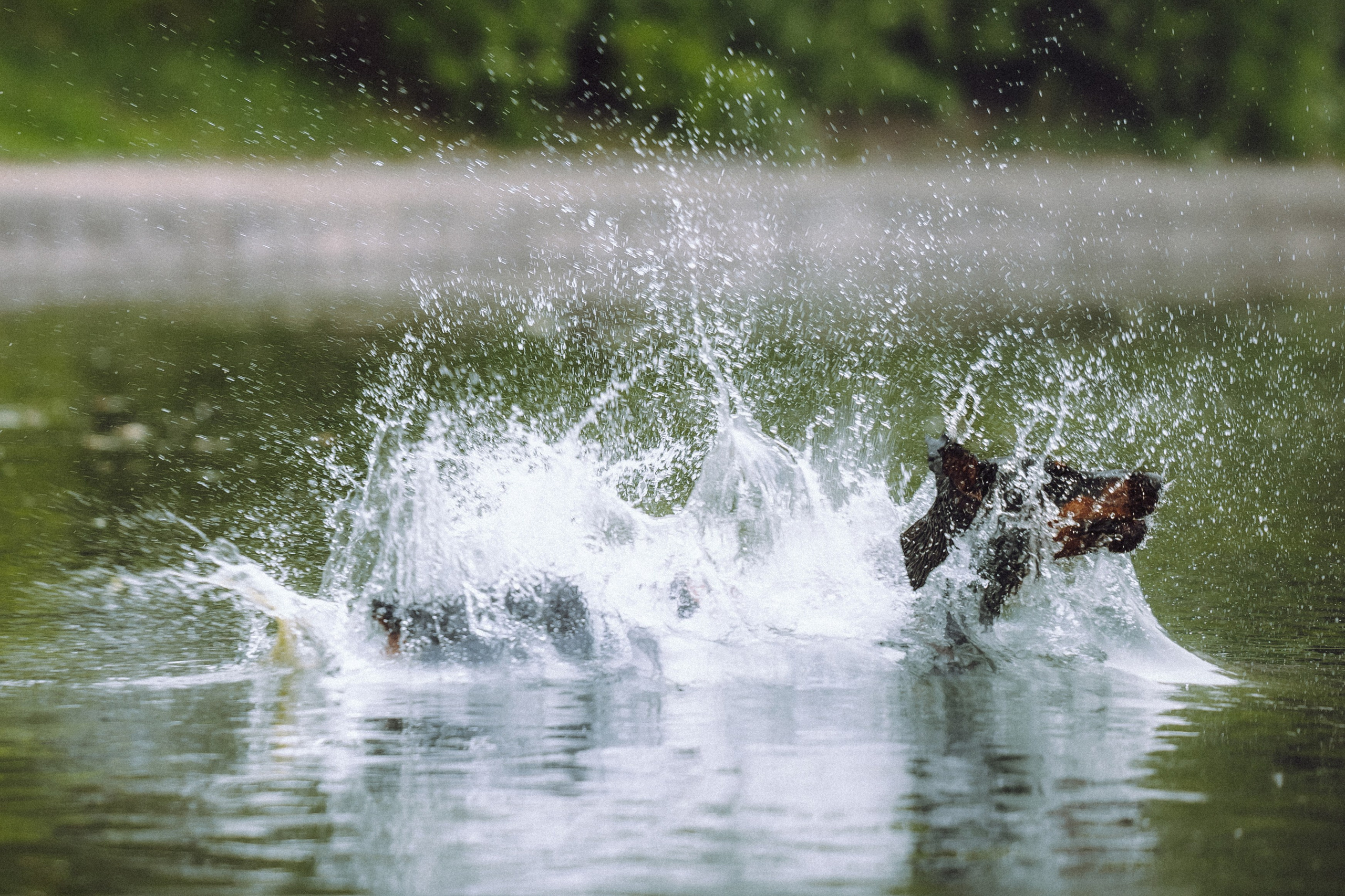 Паша, Хайди и Тея