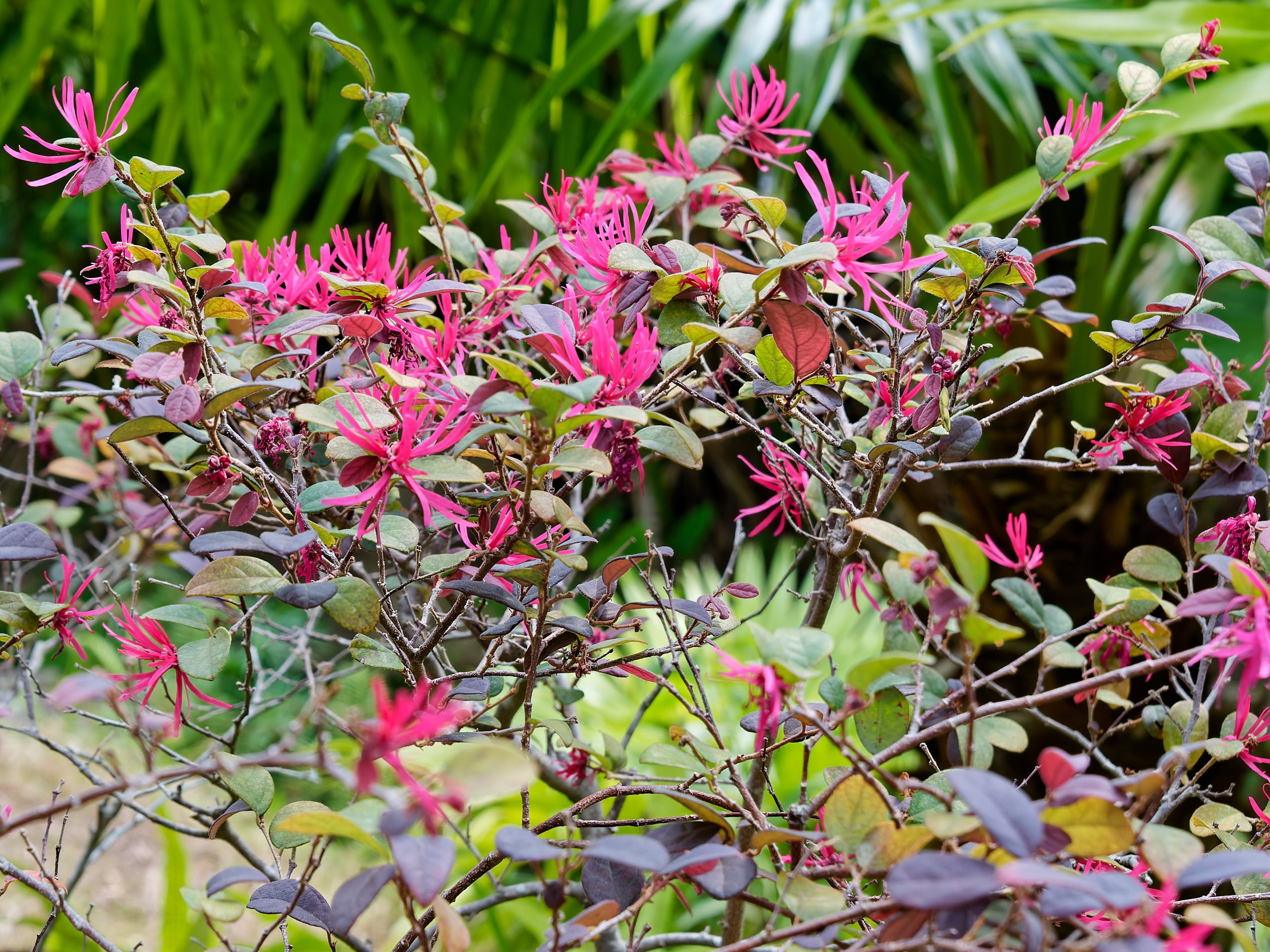Хайнань 2026, флора, цветы и деревья. Фотопрогулки по Миру