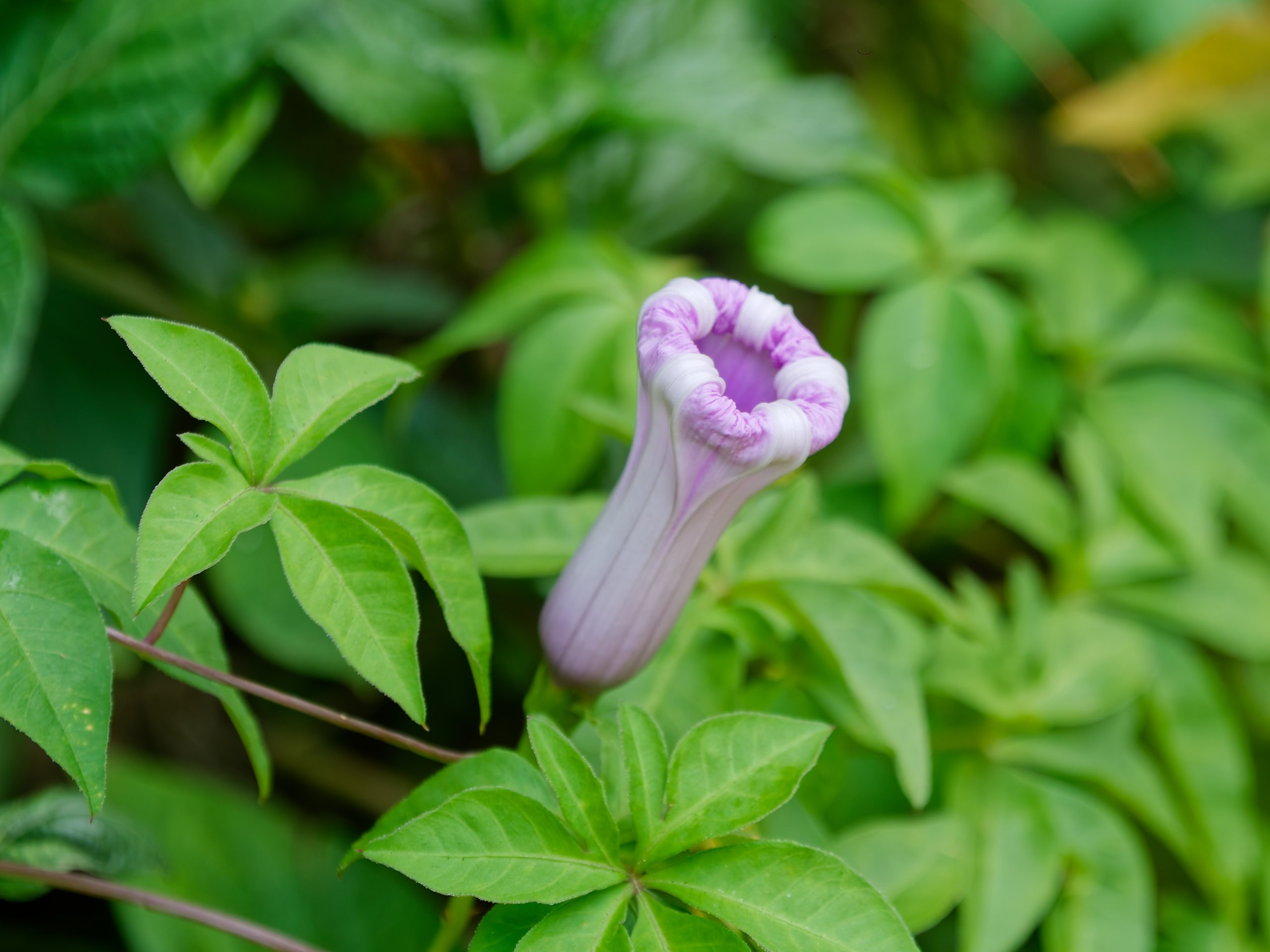 Хайнань 2026, флора, цветы и деревья. Фотопрогулки по Миру