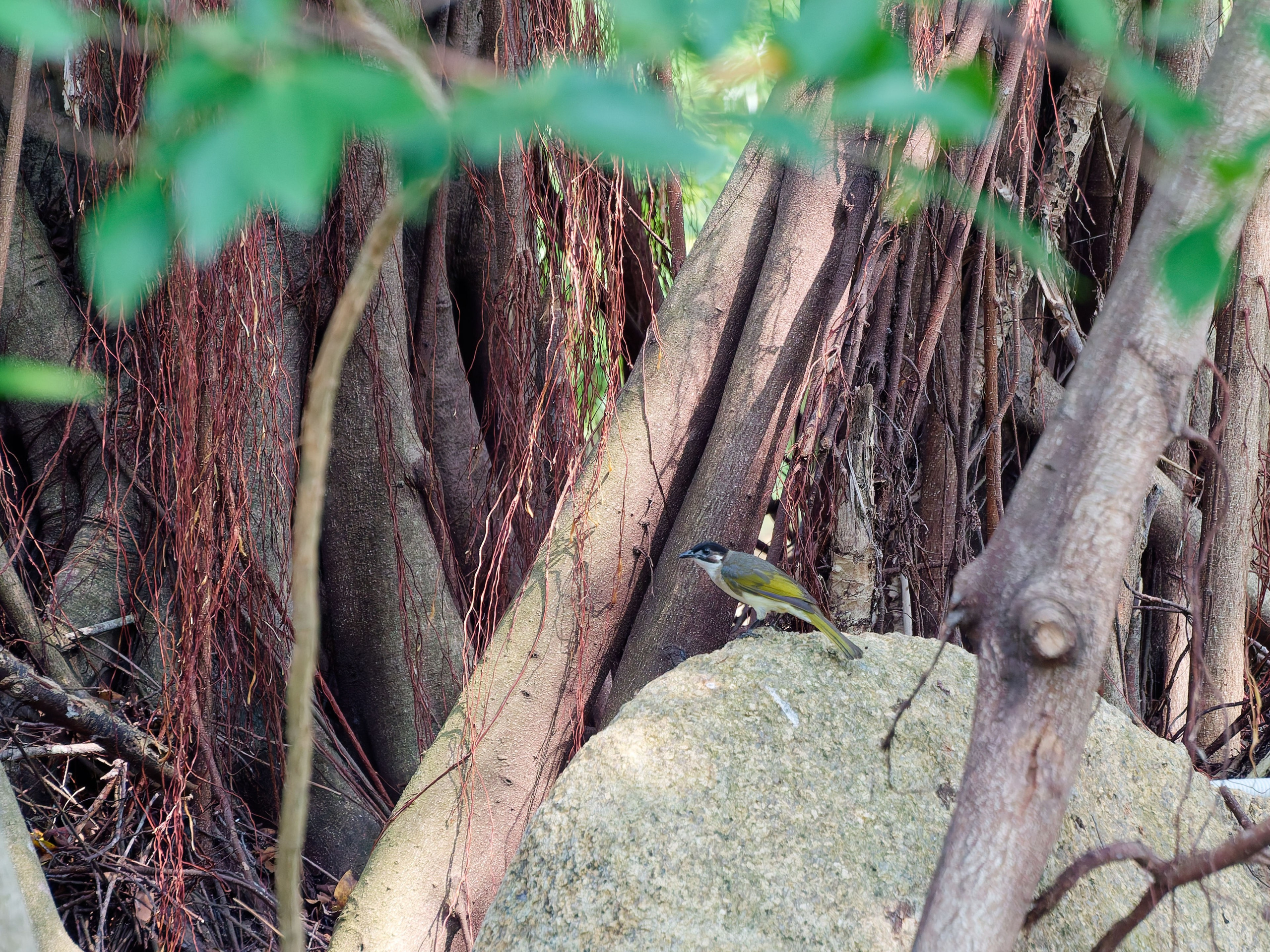 Хайнань 2026, птицы острова. Фотопрогулки по Миру