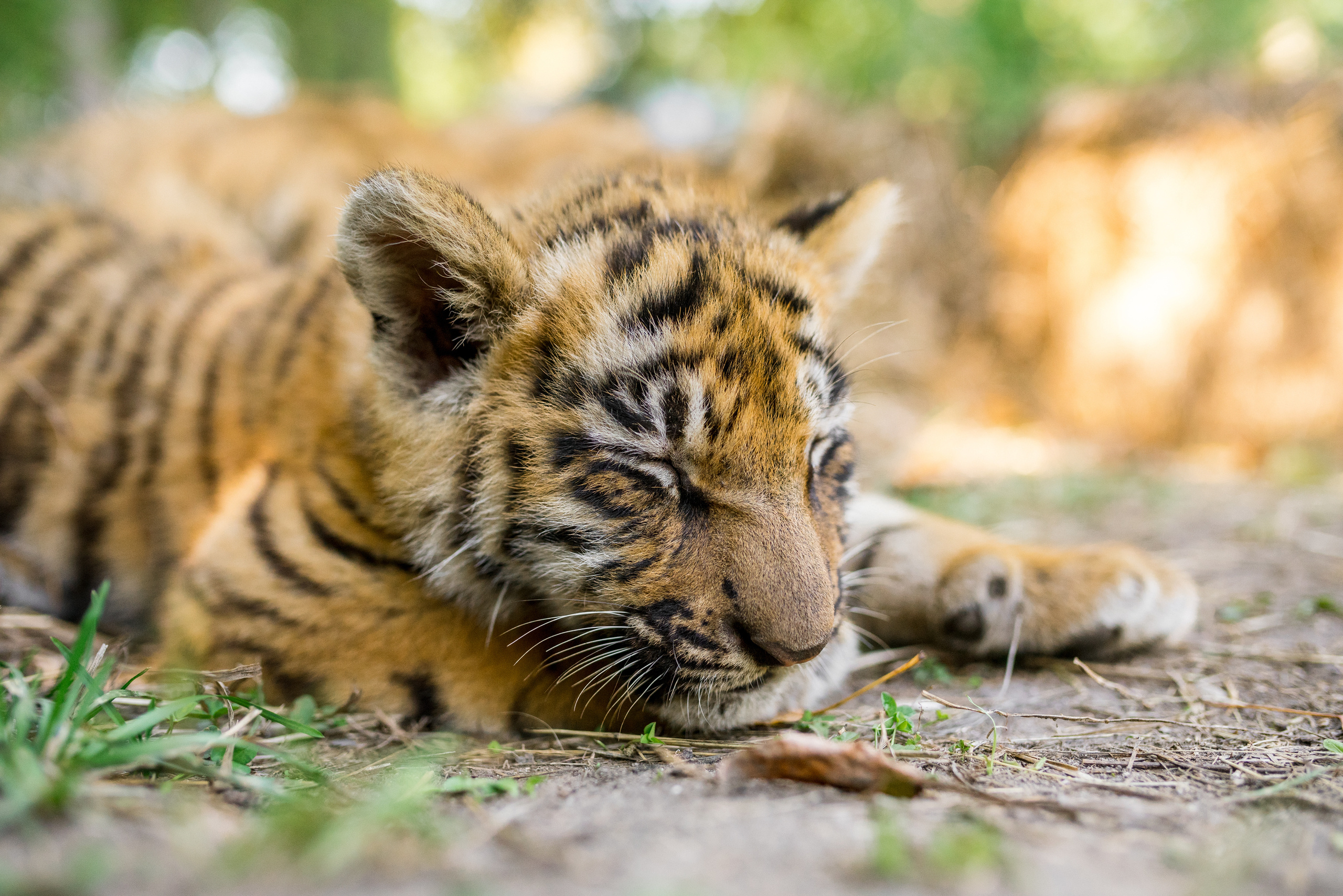 Репортажные фотографии. Сергей Богомолов. Свадебный и семейный фотограф