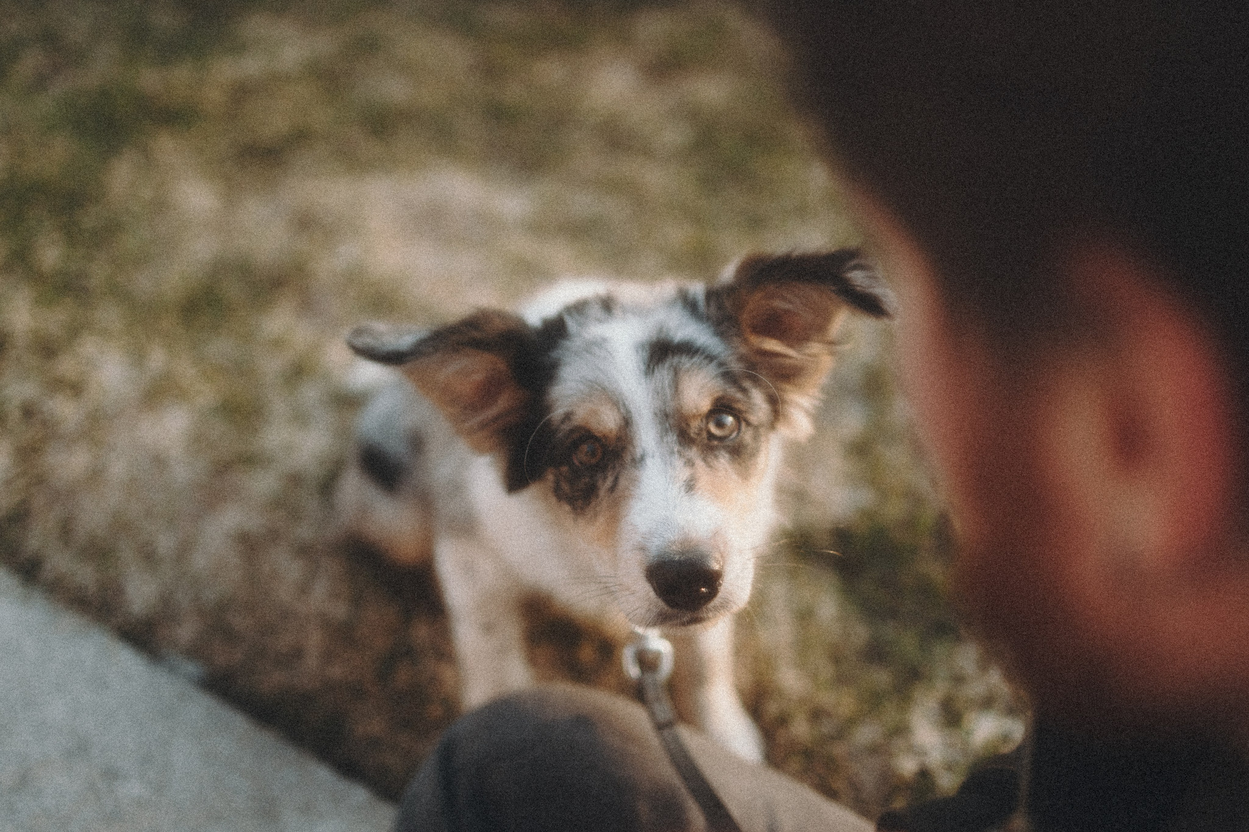 Балу и Илья. Фотограф анималист Анастасия Пикей
