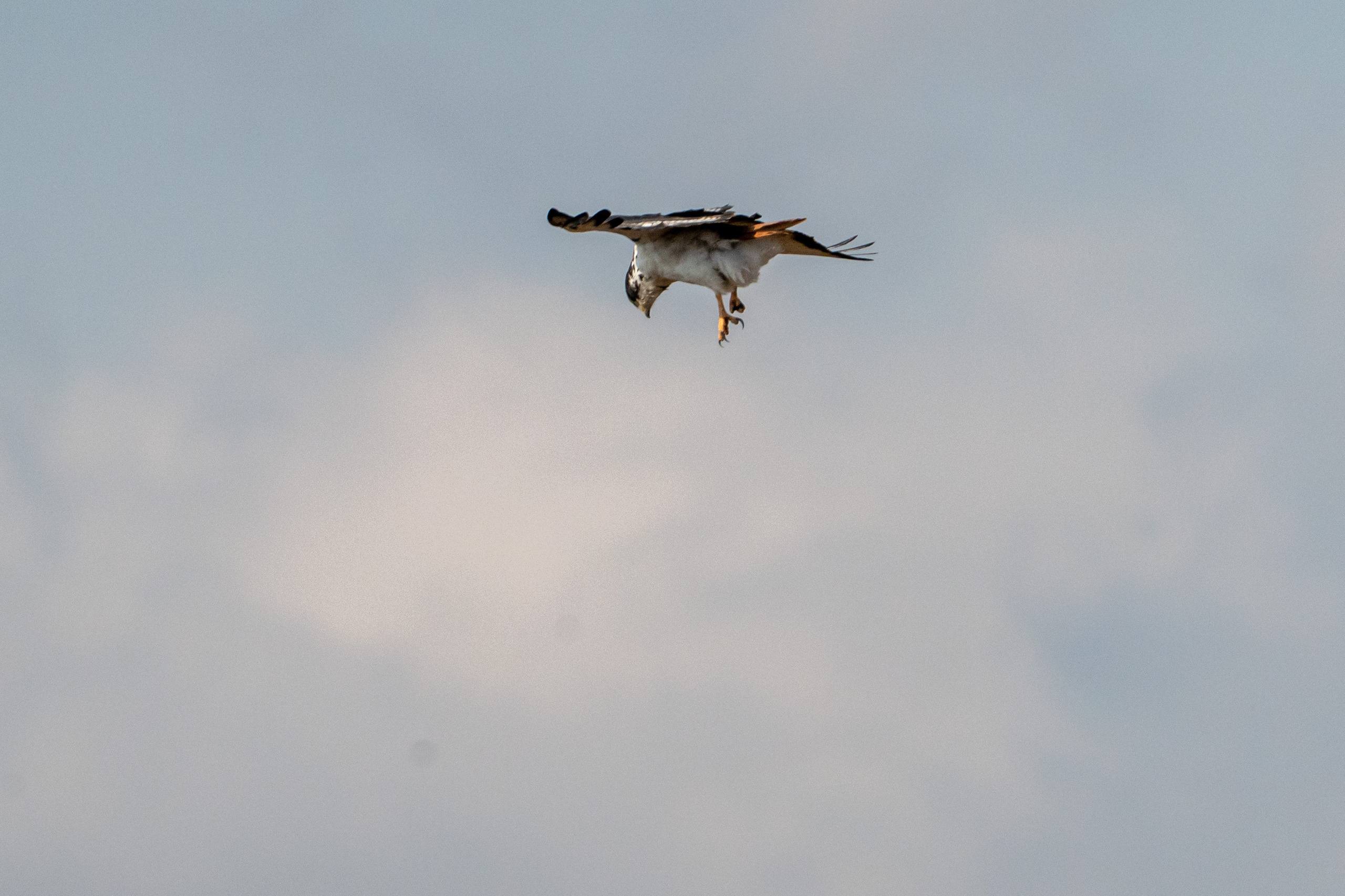 Танзания, сафари, 2025. Творческие сьемки