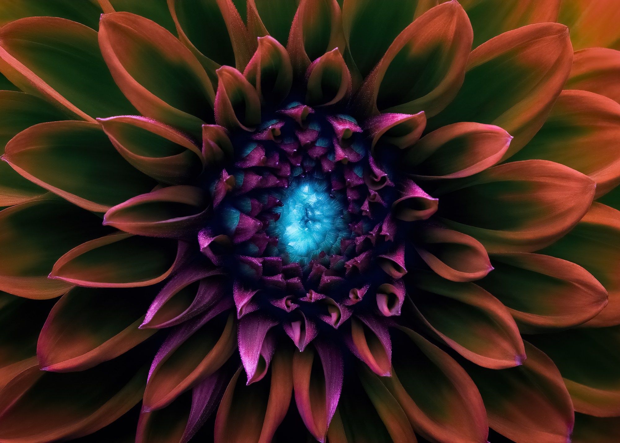 COLOURED FLOWERS. Eirene G |  Photoartist | Flowers from my garden