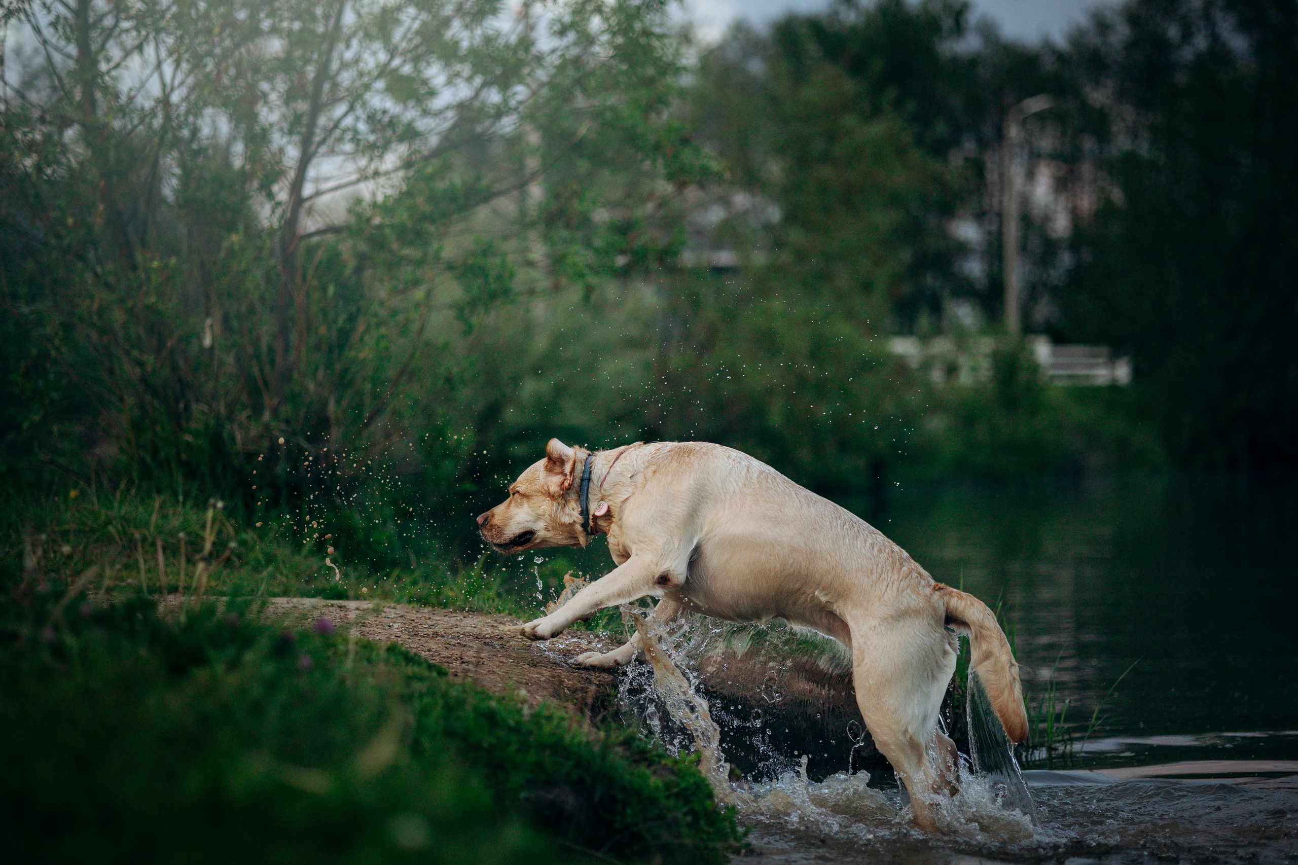 Шани и ее семья. Фотограф — Анималист | Санкт-Петербург