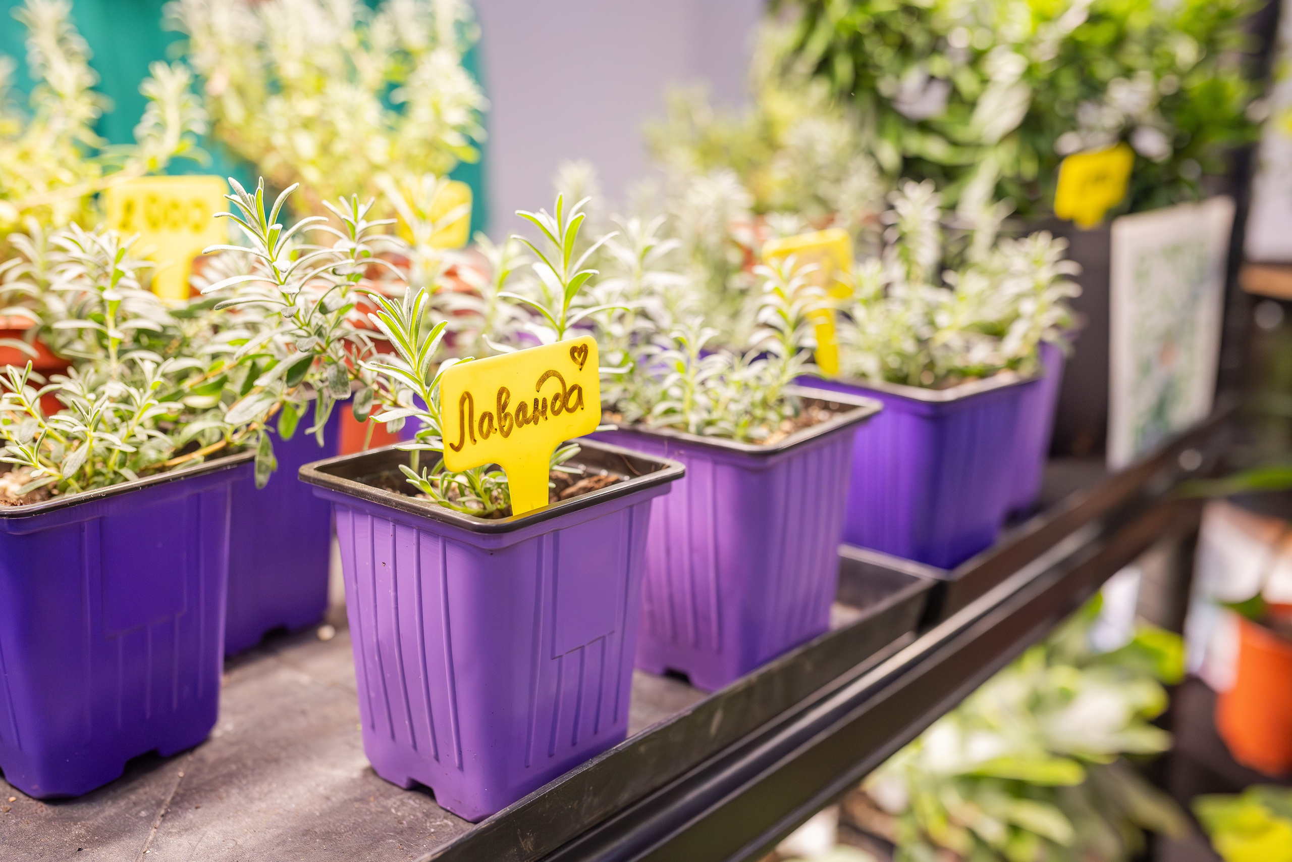 Монстериум апрель 2026. Александра Куликова фотограф, Москва