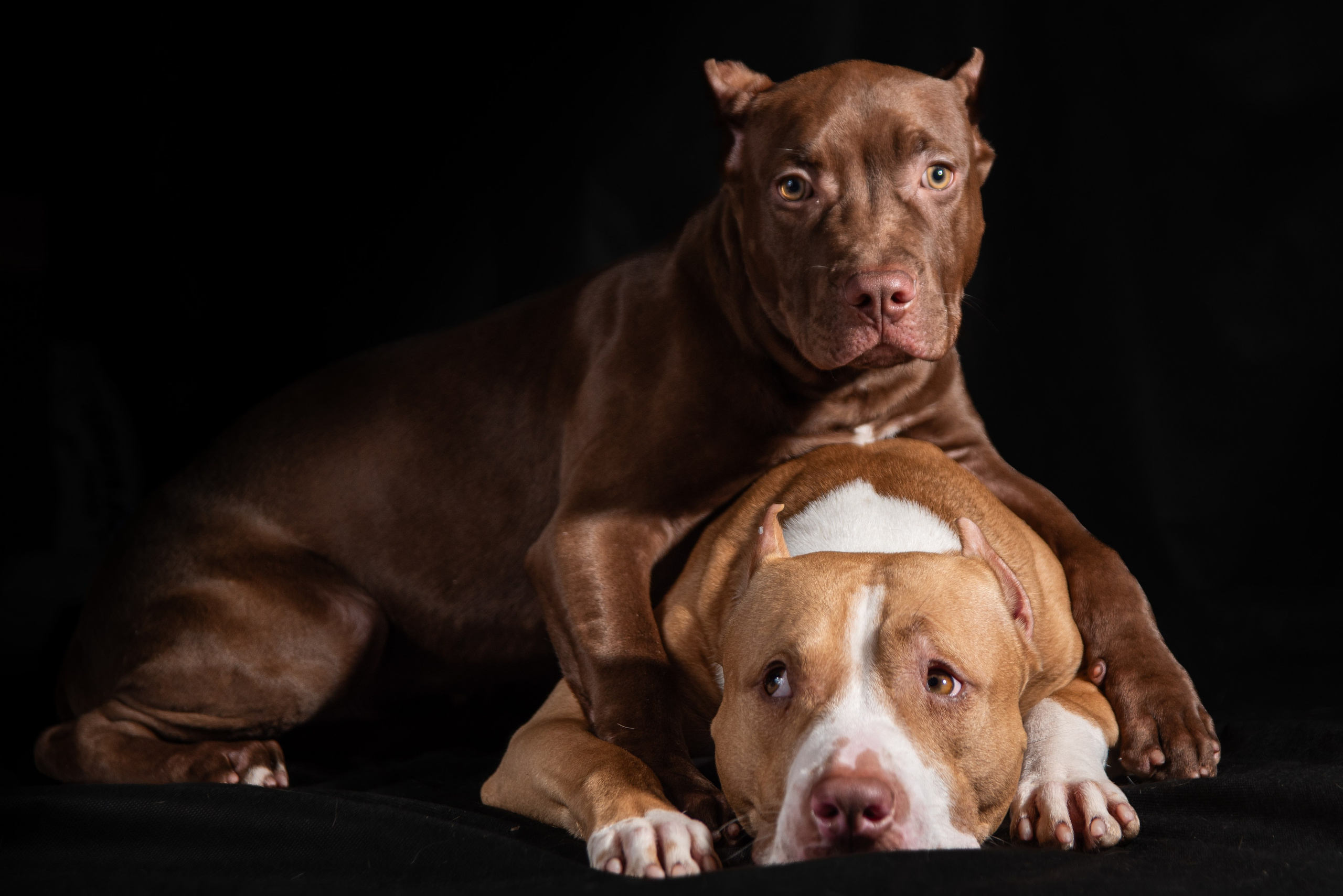 Фотосессия собак на черном фоне в Нижнем Новгороде. Фотограф Макс Огурцов в Нижнем Новгороде