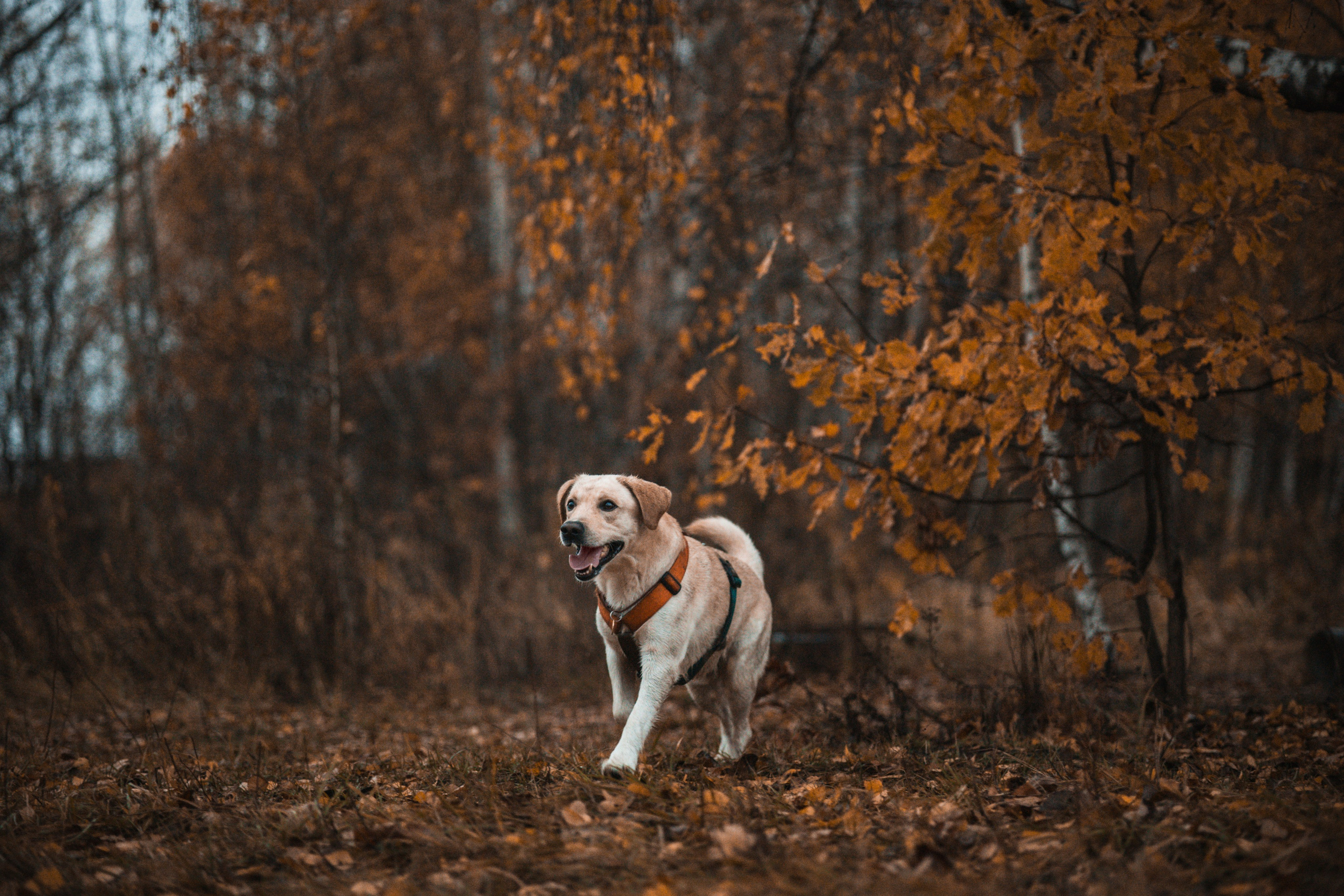 Съемка с собакой. Анастасия Белаш