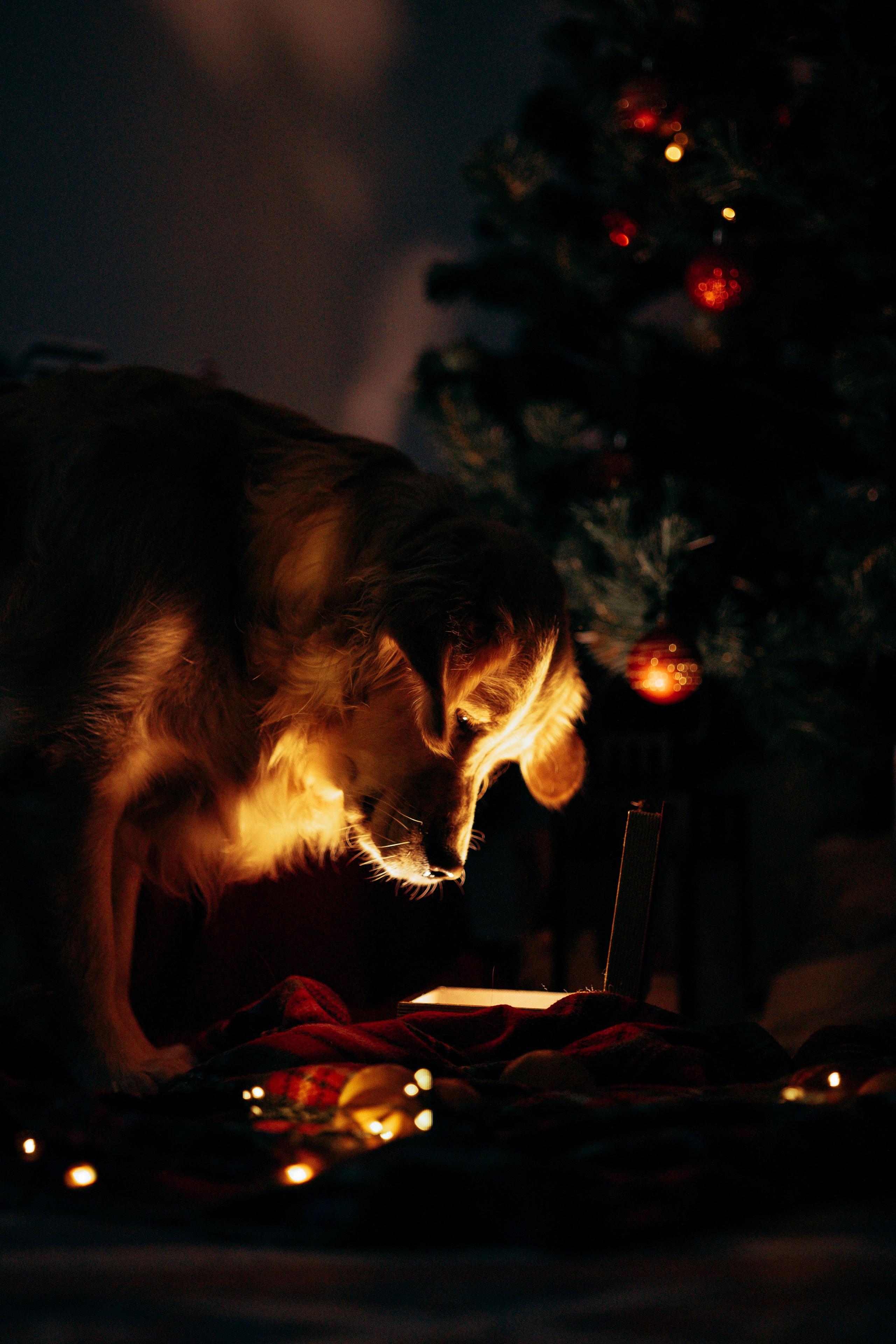 Новогодняя съемка с собакой. Анастасия Белаш