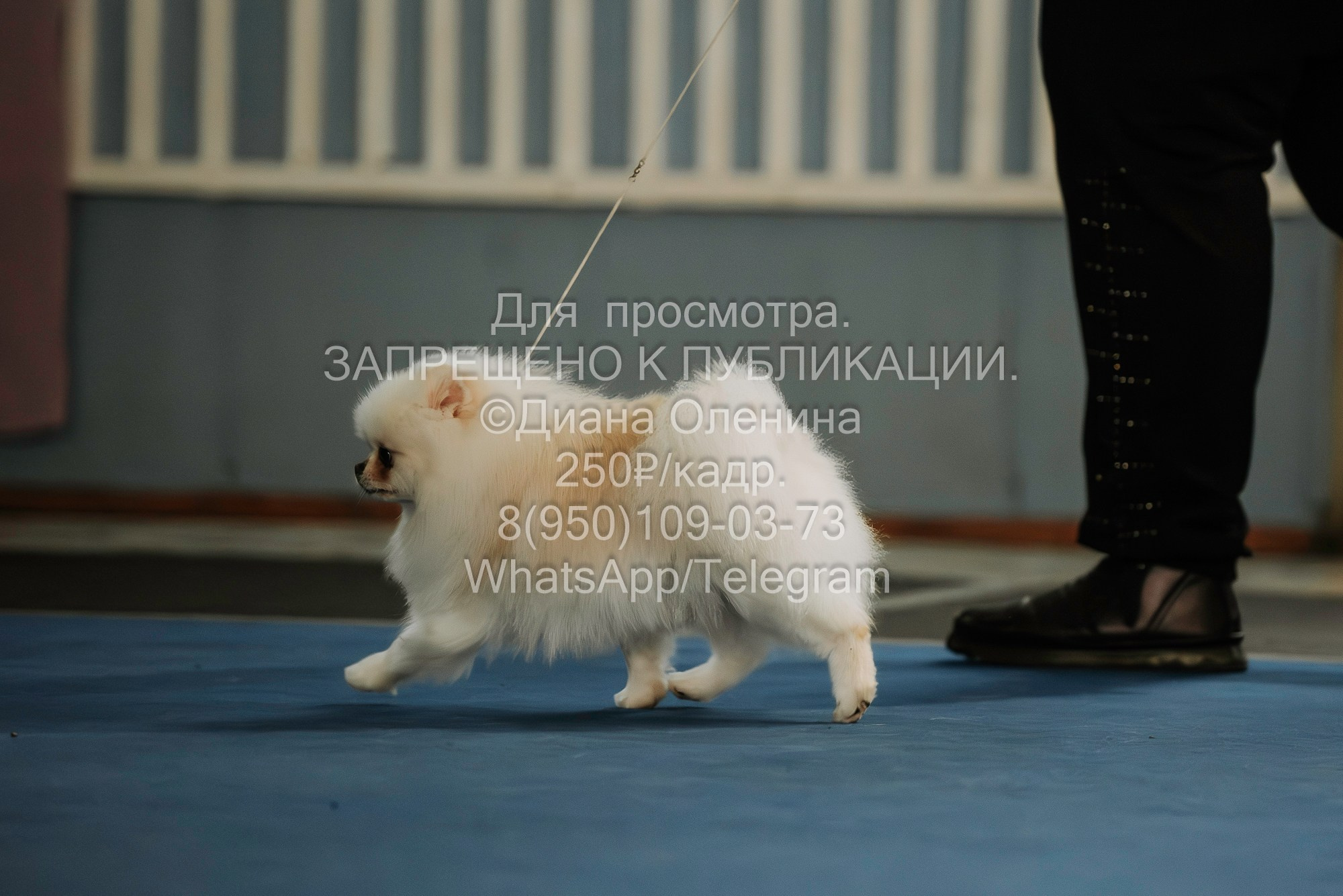 Выставка собак Красноярск 29.10.2023. Фотограф Диана Оленина Красноярск / Братск