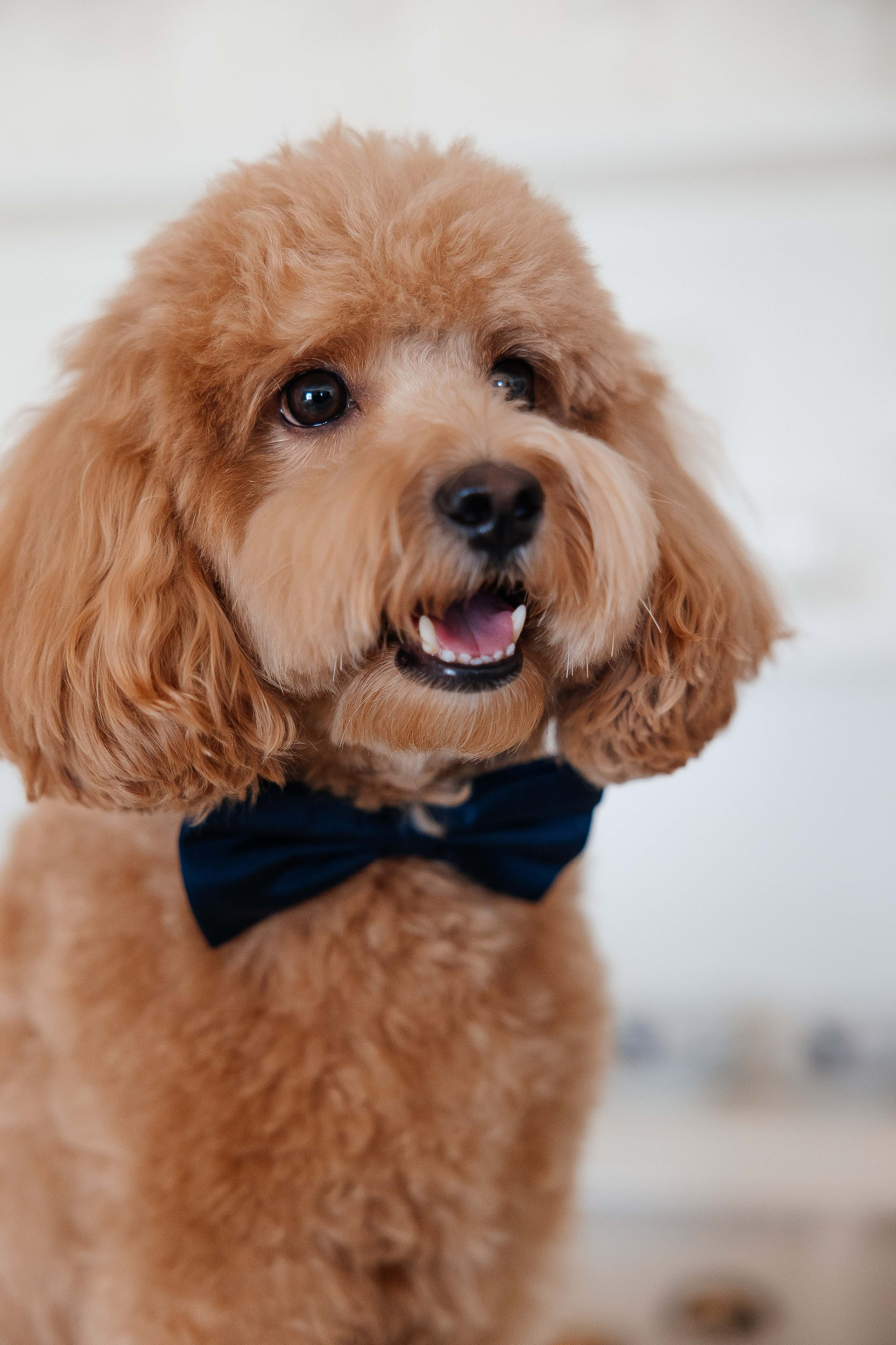 Дмитрий и Лиана. Свадебный фотограф Ирнис Дильмухаметов