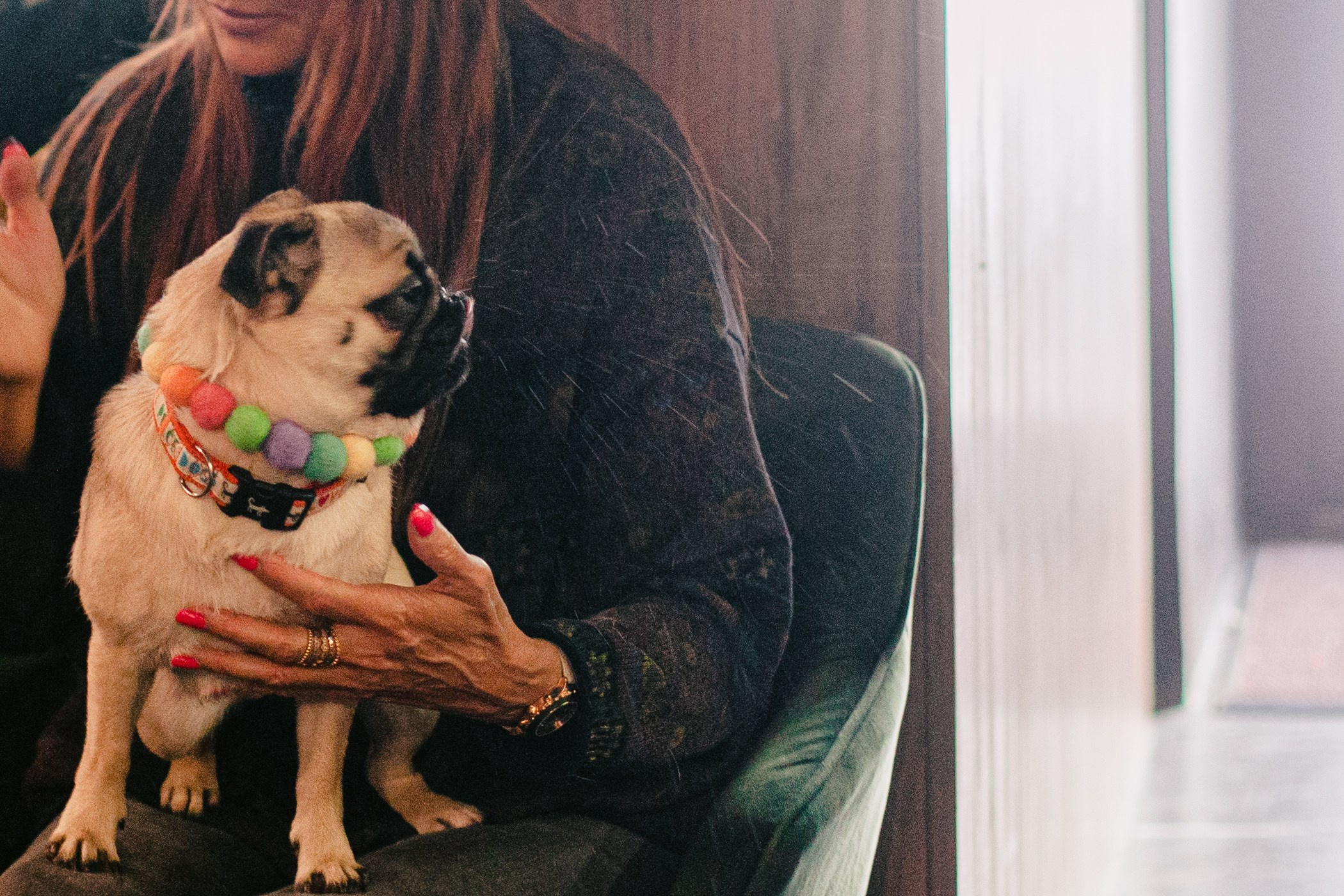 Мопсовстреча 02.12.2023. Фотограф-анималист Татьяна Степанова