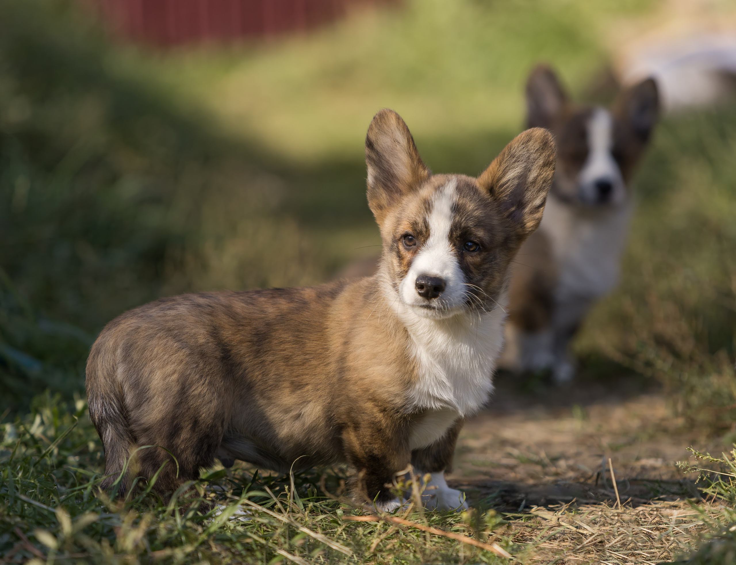Корги (фотопрогулка). Фотограф-анималист в Москве, МО и Владимире