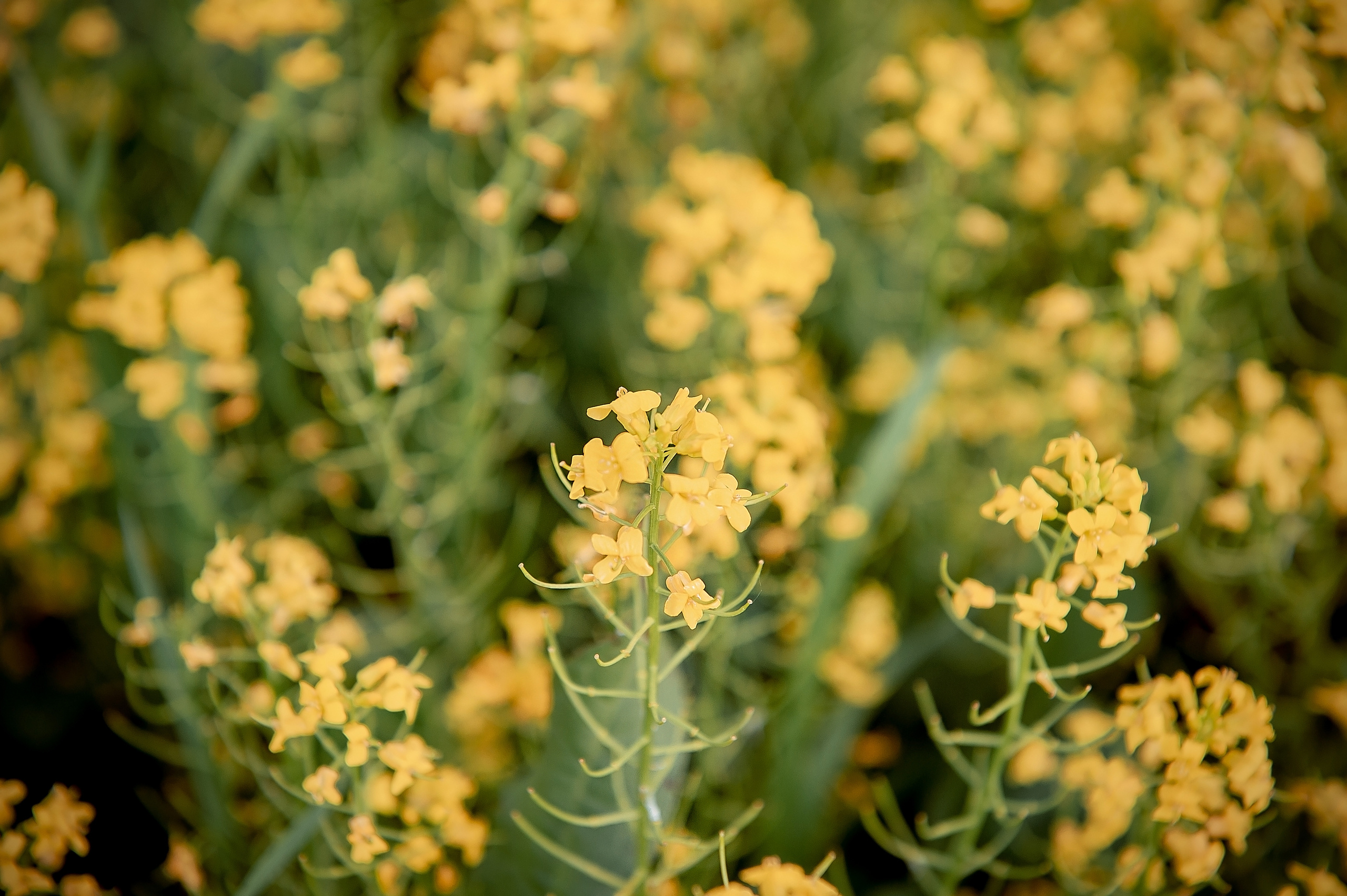 Надя, МО, Лосино-Петровский. Свадебный и семейный фотограф Виктория Носачёва. Щелково, Москва и МО
